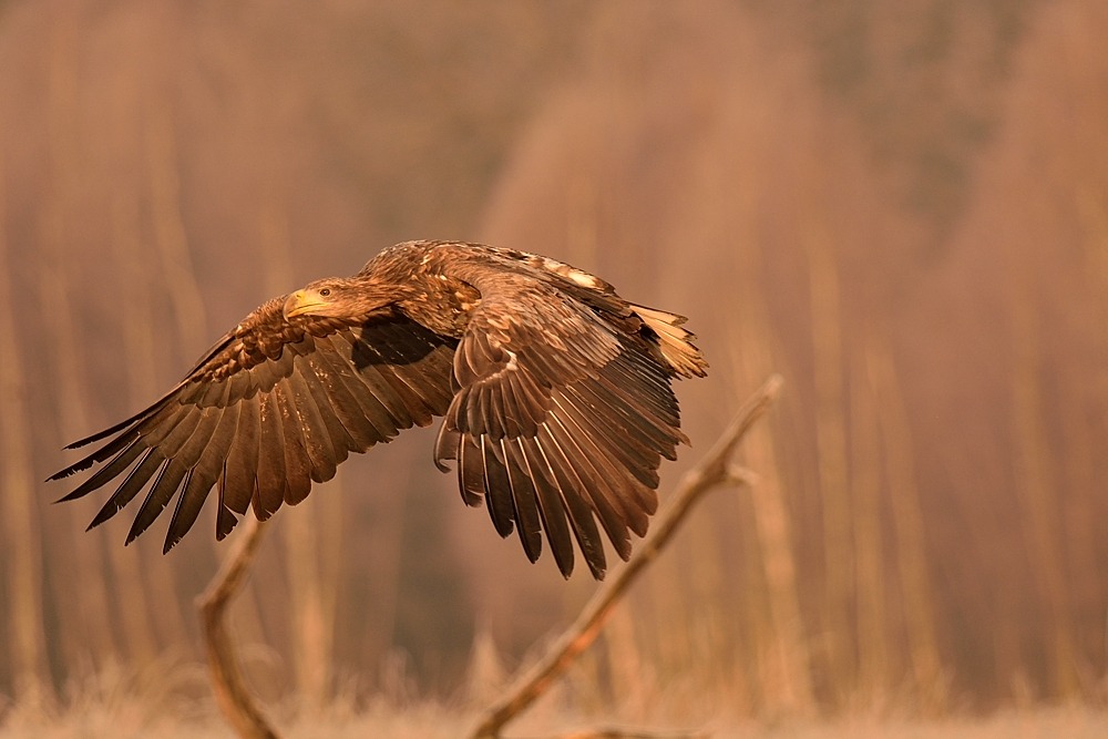aquila