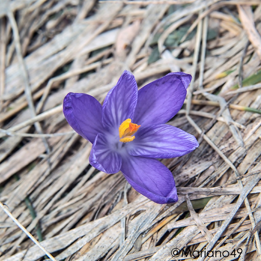 Crocus-vernus