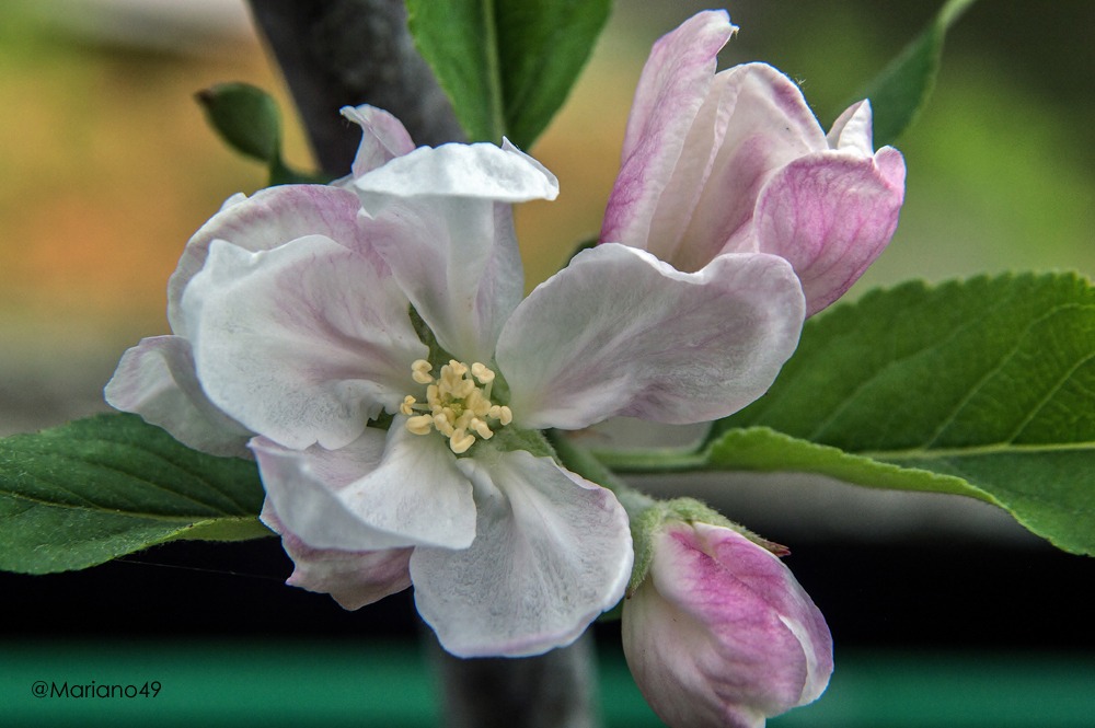 Apple Blossom