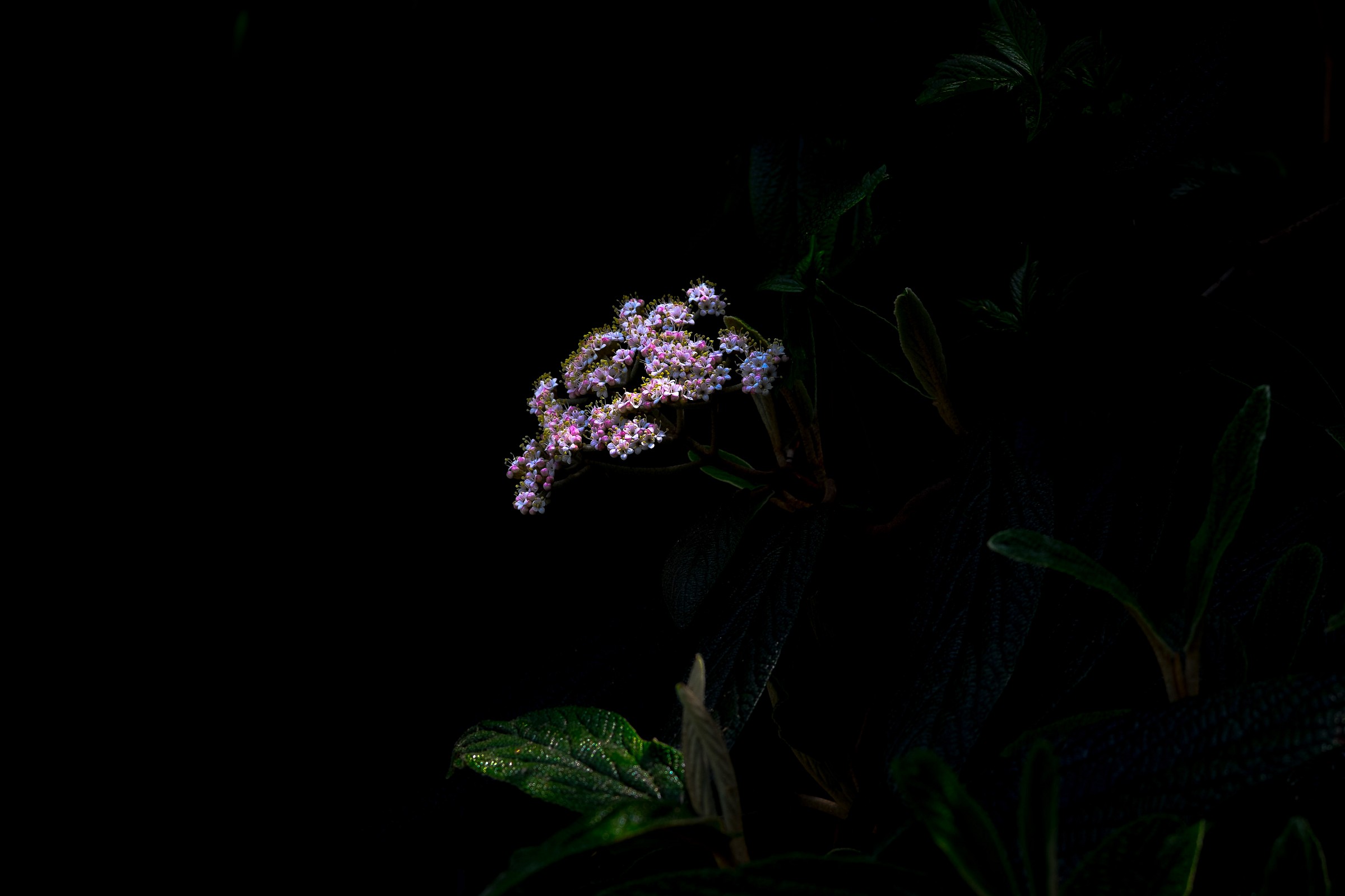 timidly .................