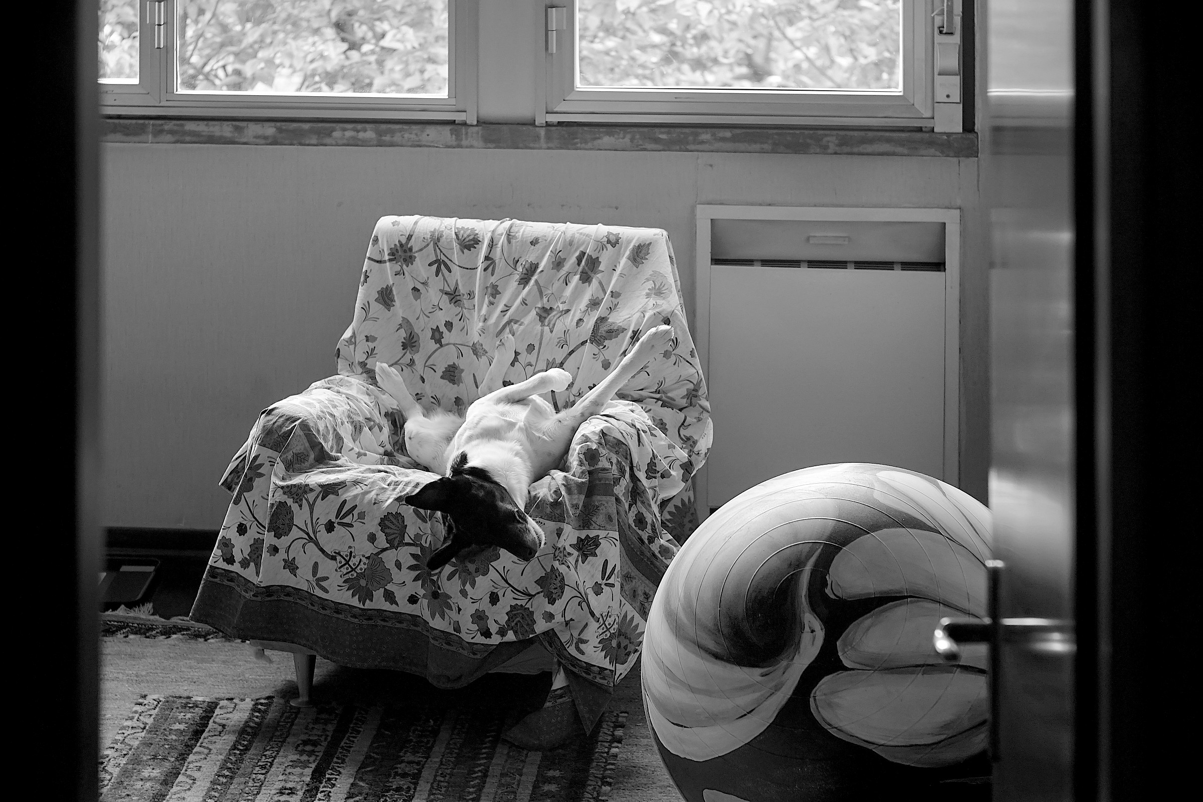 Interno con cane e palla