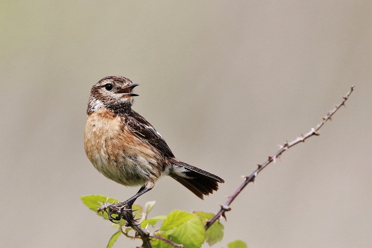 saltimpalo 2 ( saxicola torquata )