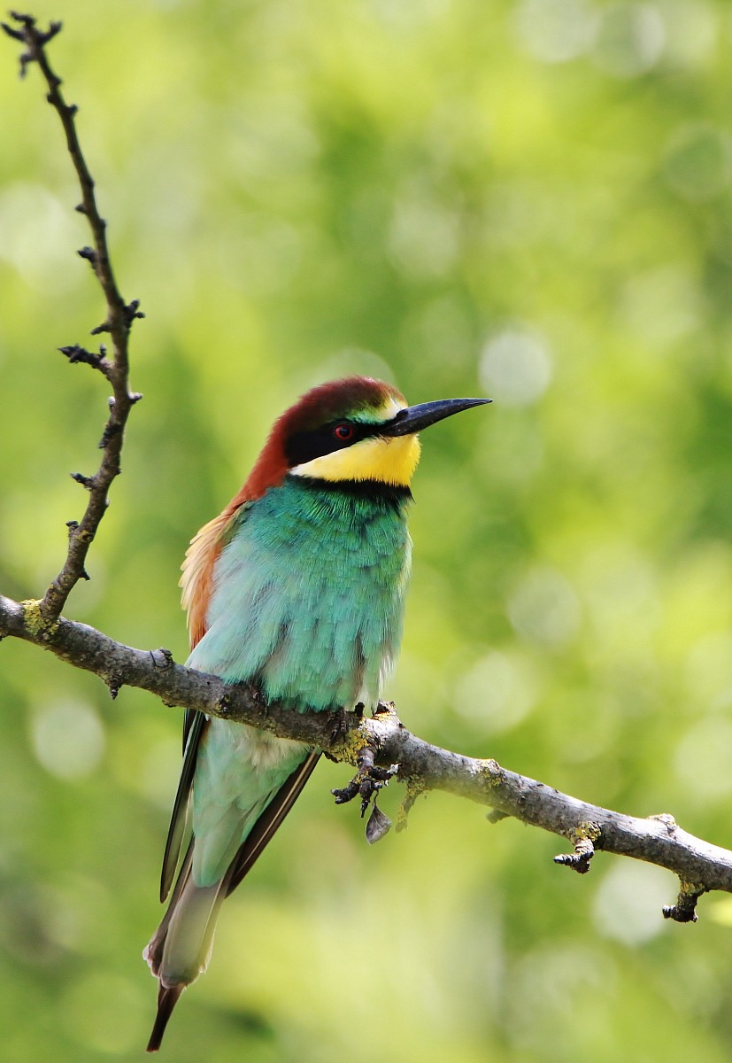 Gruccione ( merops apiaster )