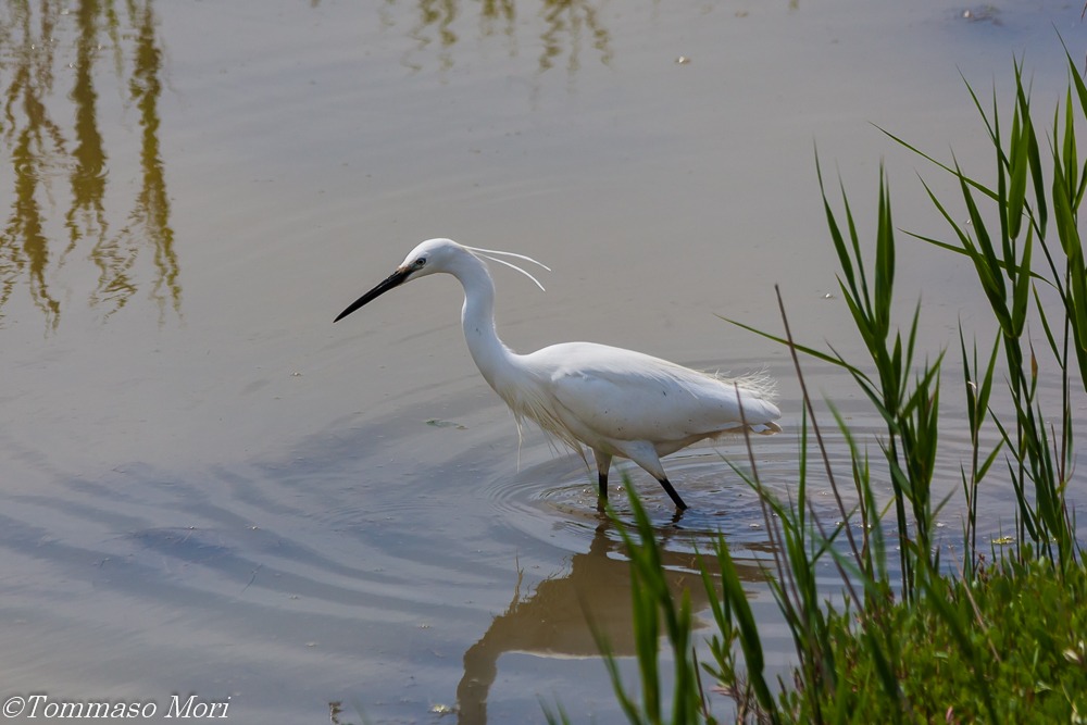 La lunga caccia della Garzetta #1