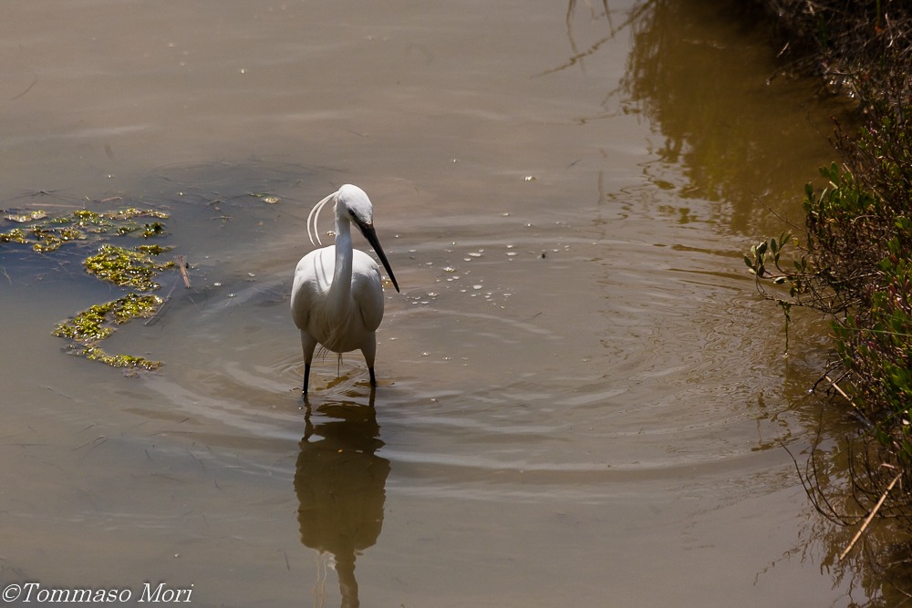 La lunga caccia della Garzetta #2
