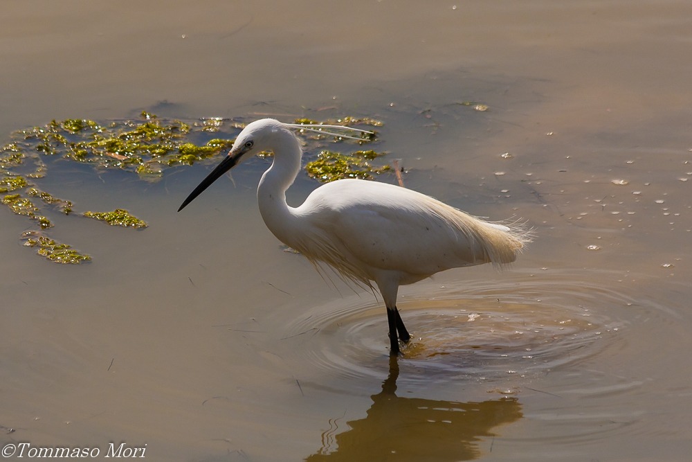 La lunga caccia della Garzetta #3