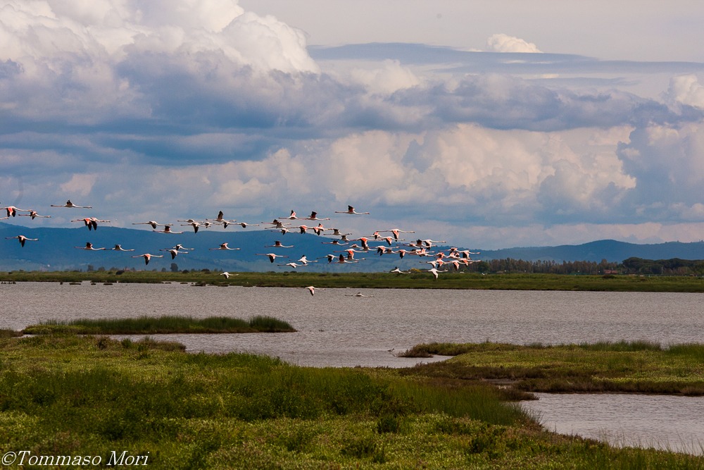 Il lento volar' dei fenicotteri #1