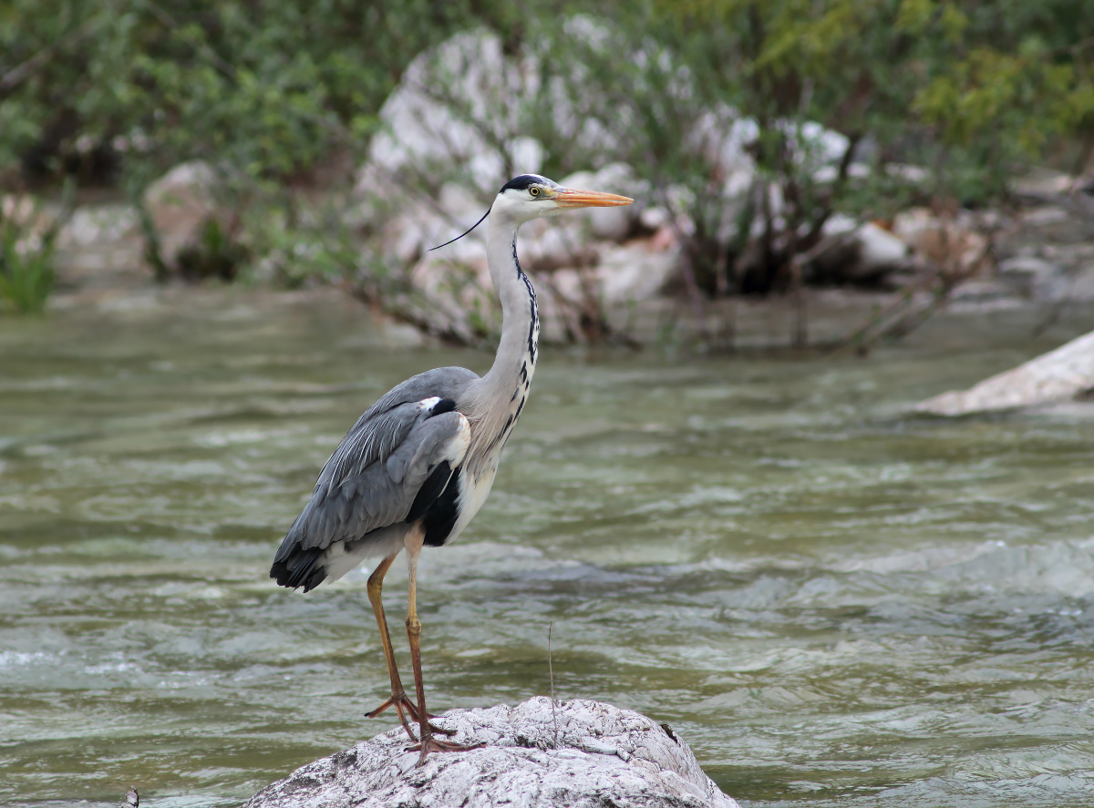 Grey Heron