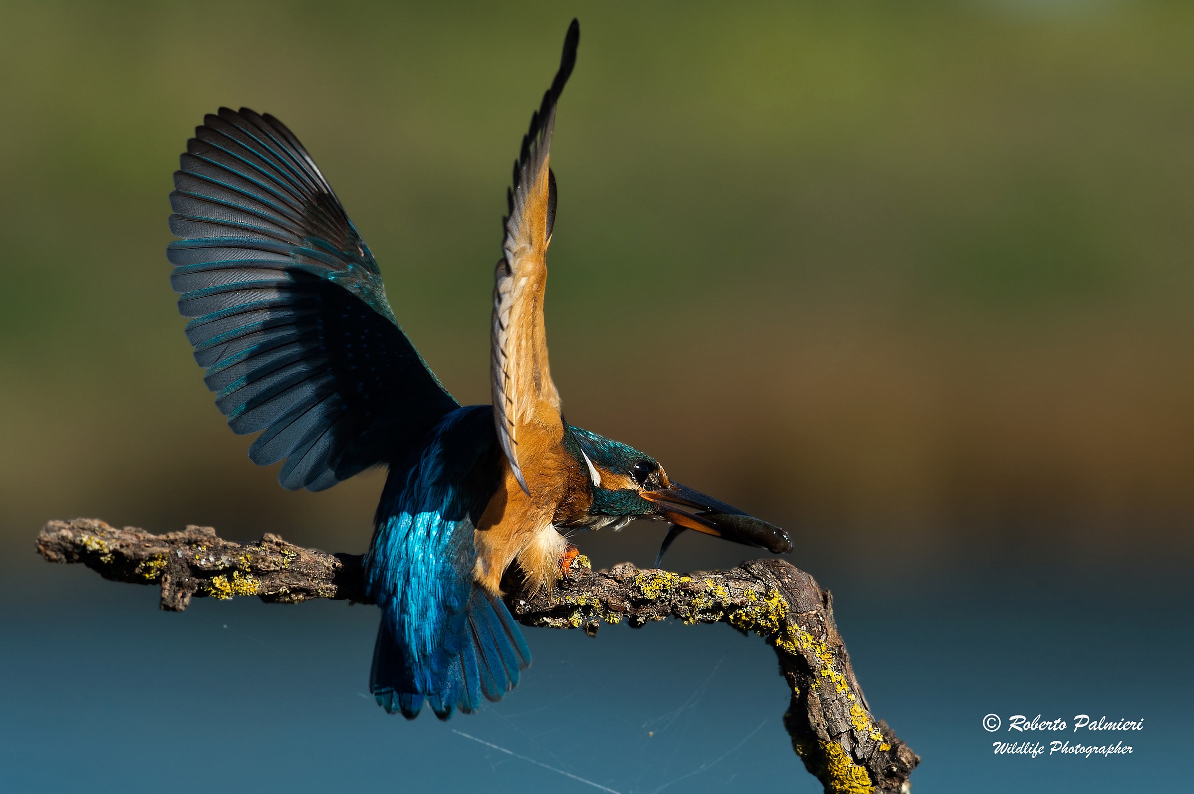 Kingfisher