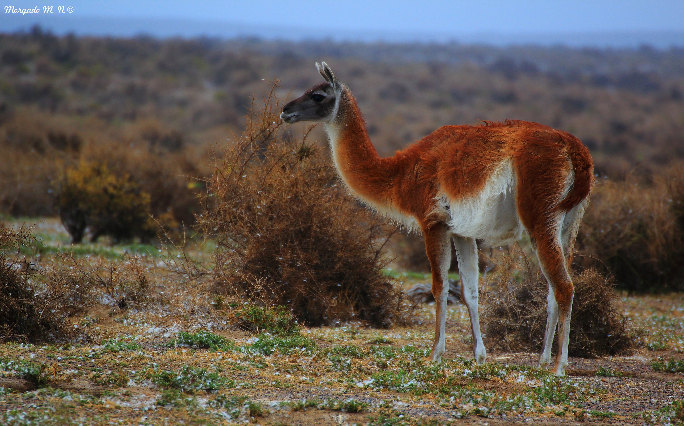 Guanaco Patagonico....