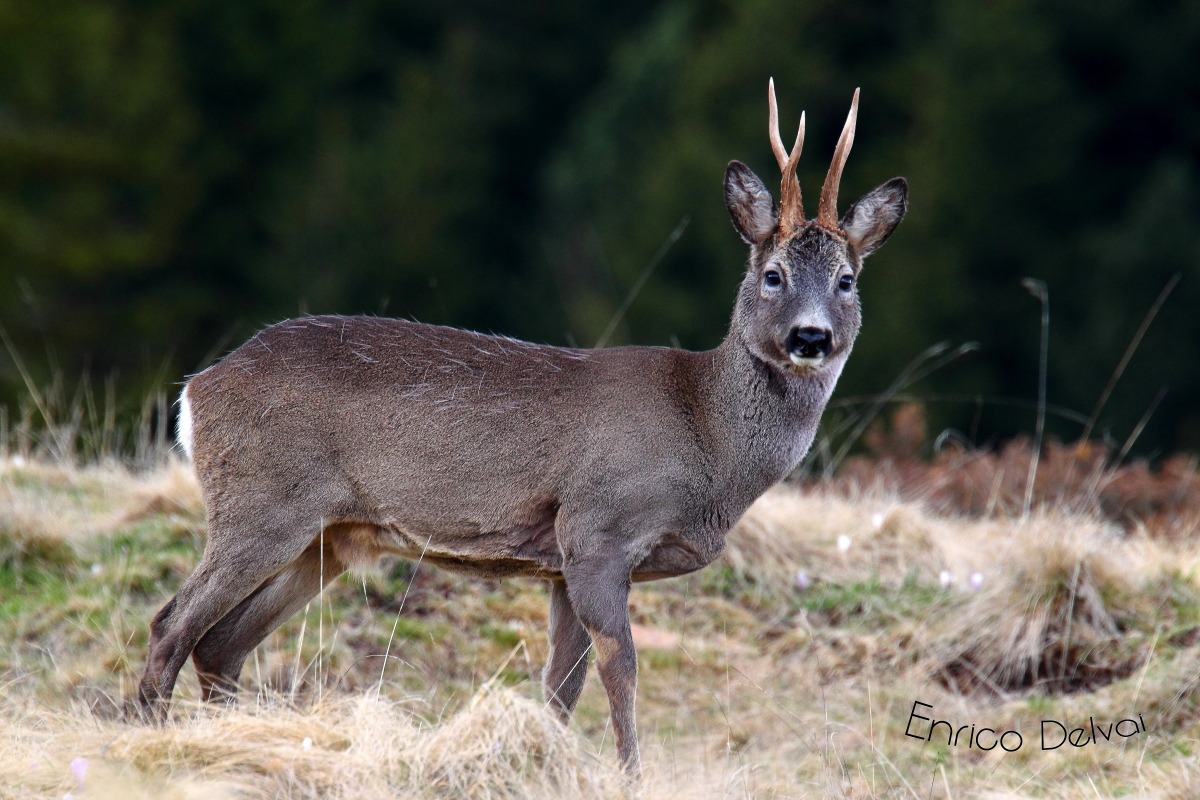 Maschio di capriolo spettacolare...