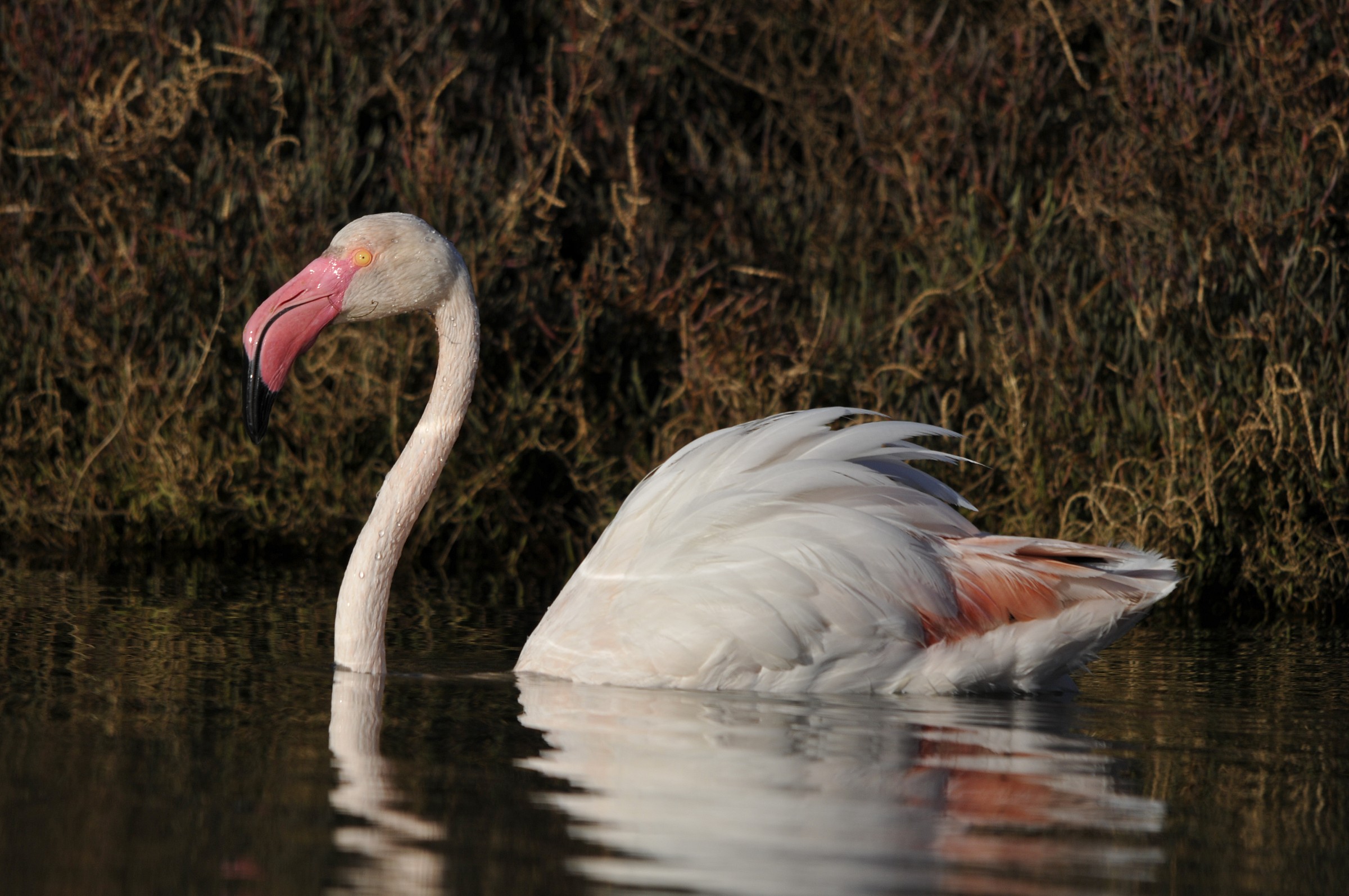 troverò qualcosa da mangiare?