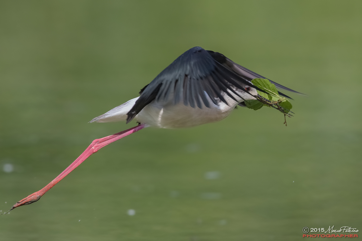 Knight of Italy (Himantopus himantopus)