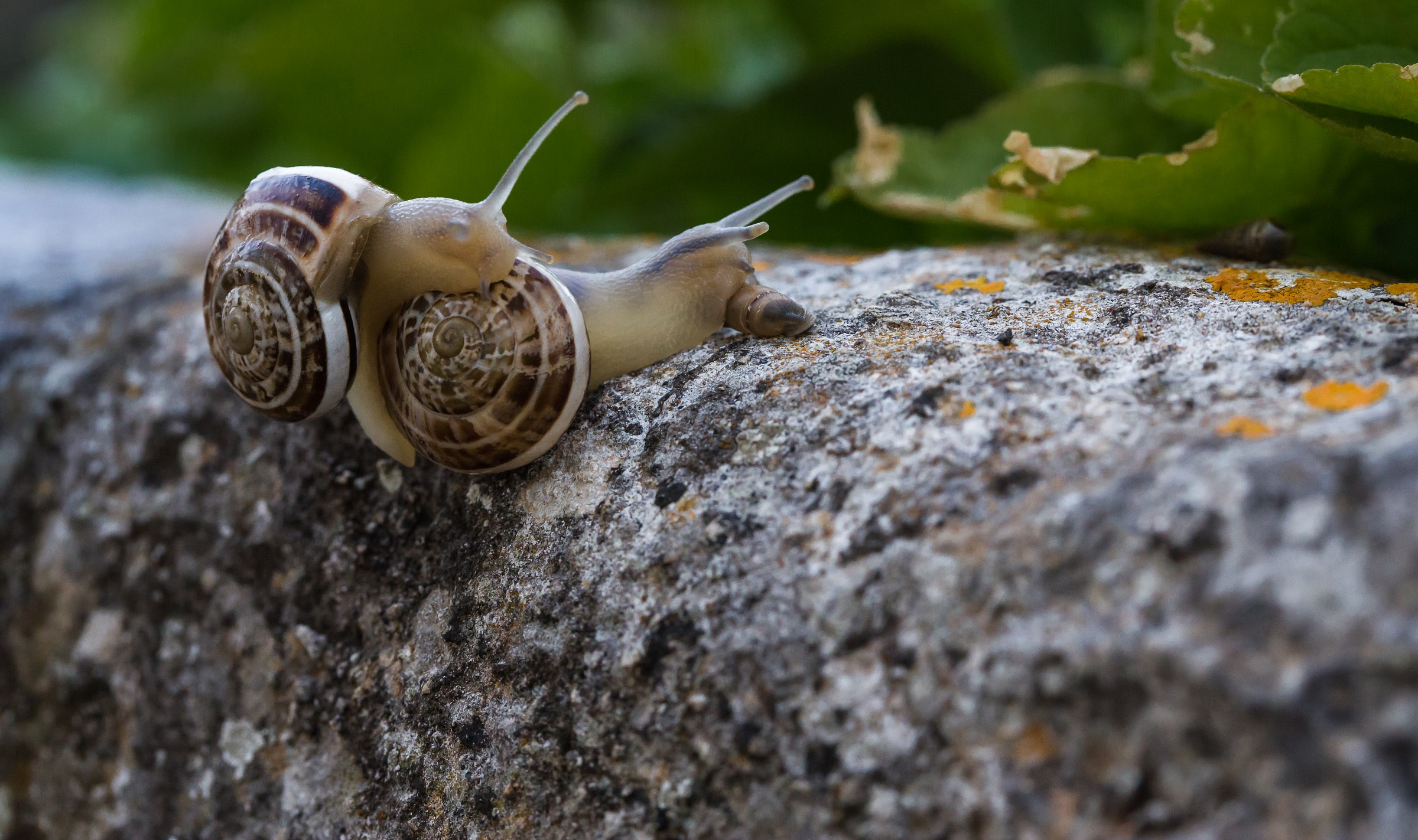 He is going to make the puppet in all rimorchiarle two?