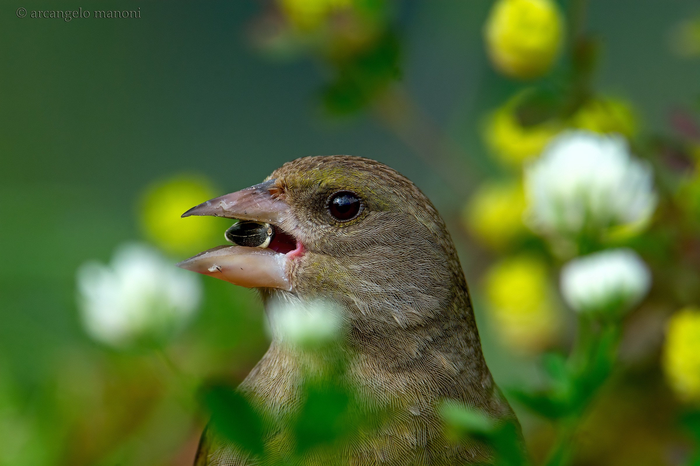 Appetite among the flowers