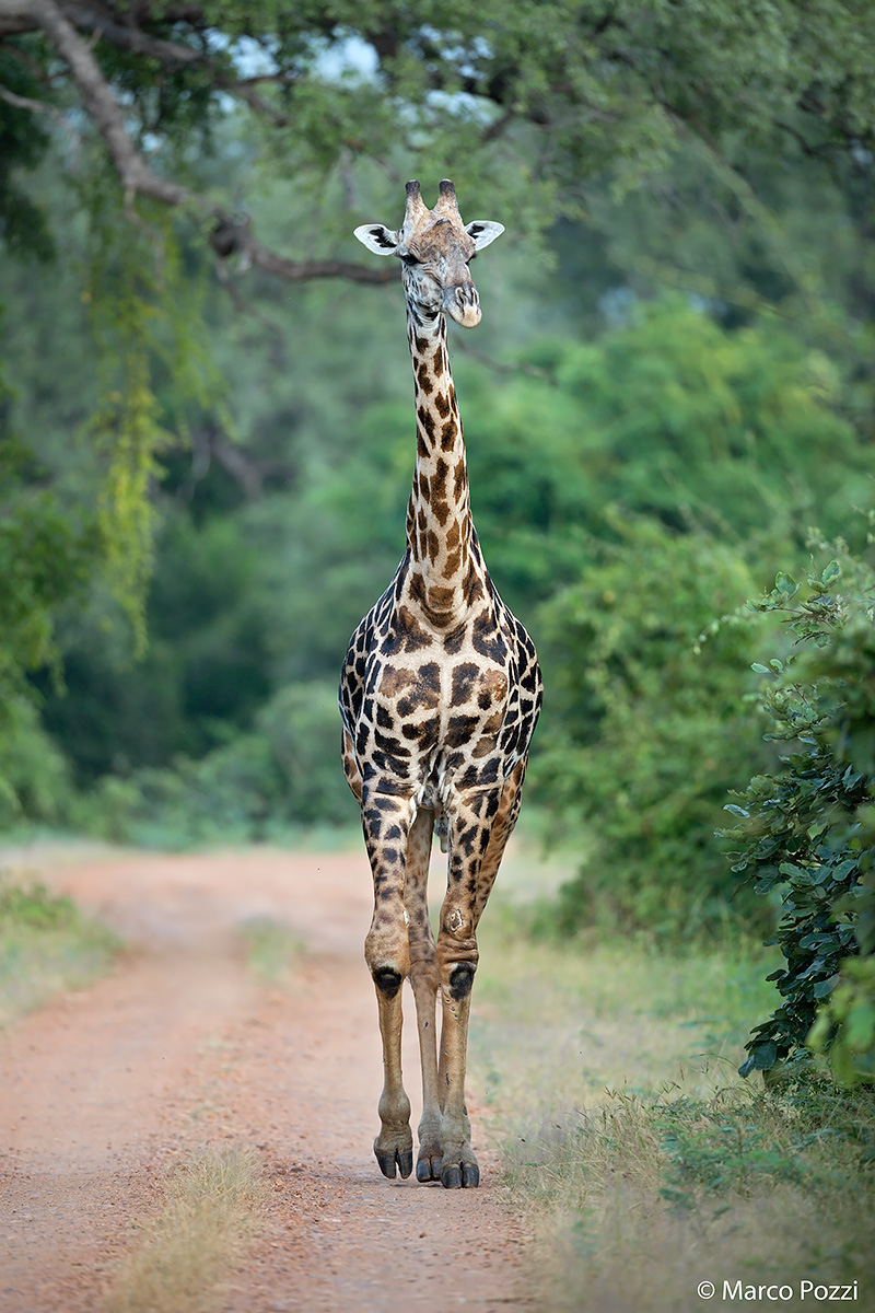 Thornicroft giraffe