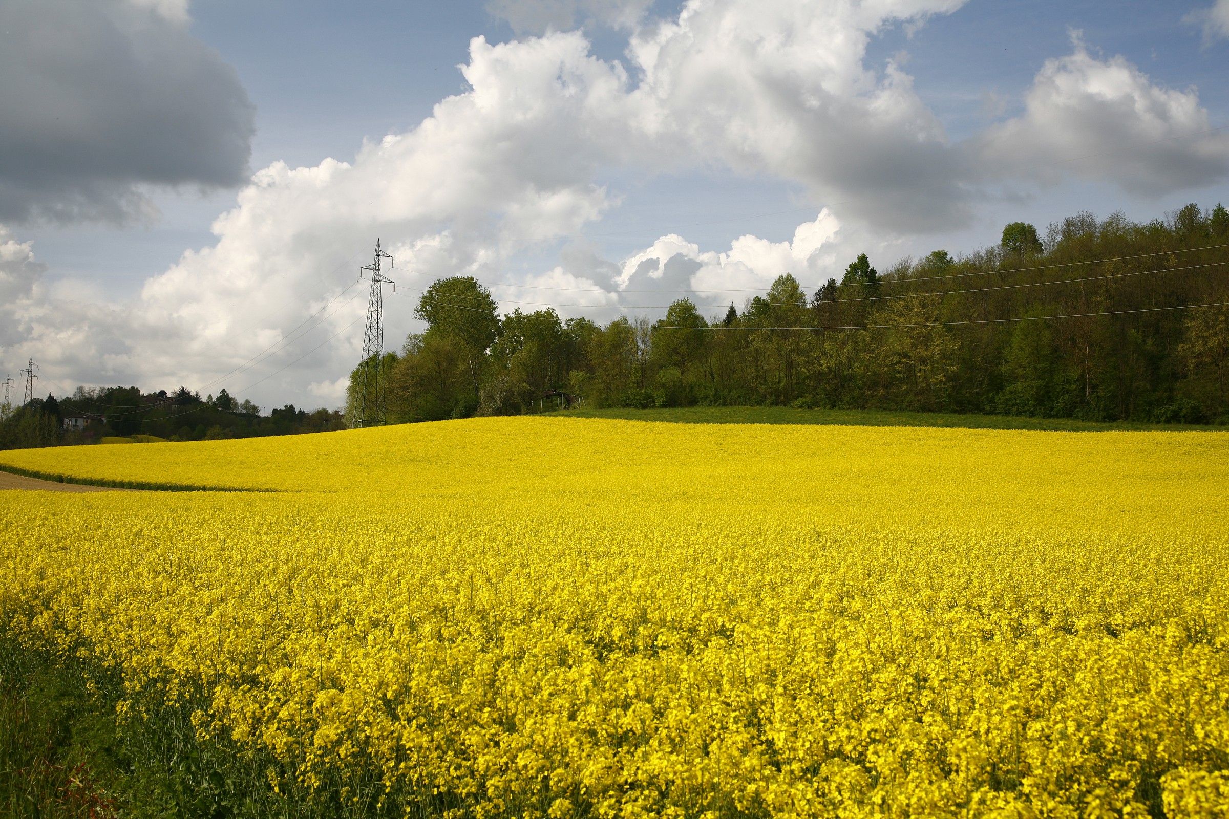 campi gialli tra le colline astigiane