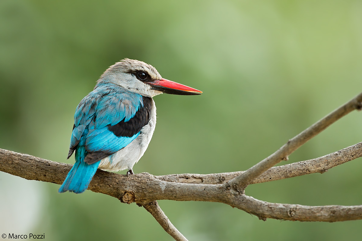 Woodland Kingfisher