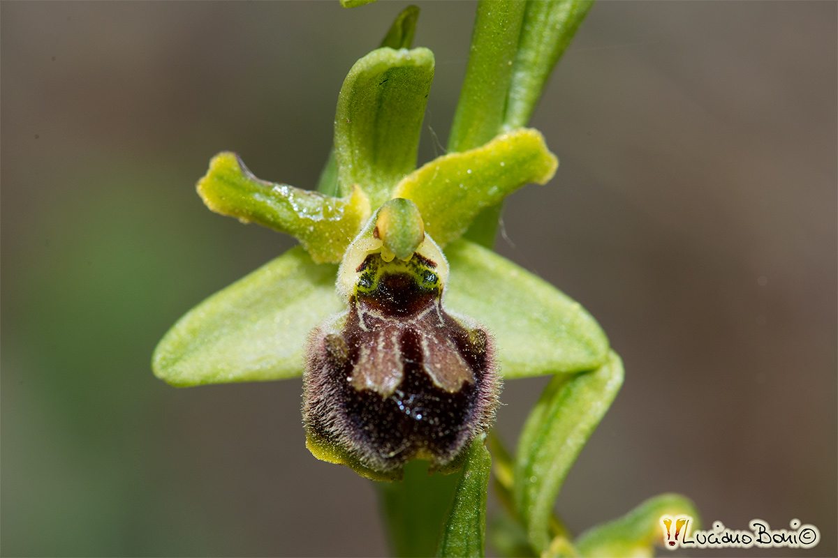 Ophrys sphegodes