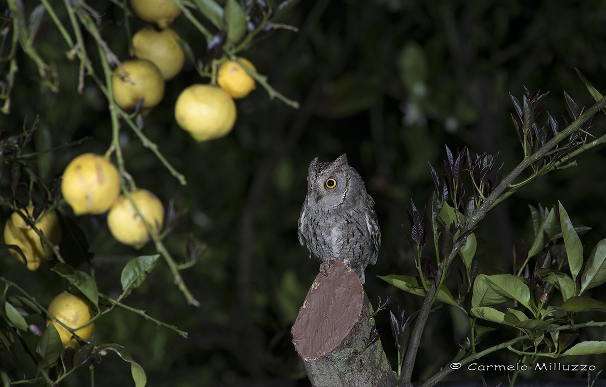 Limoni di Sicilia con gufetto _Otus scops_