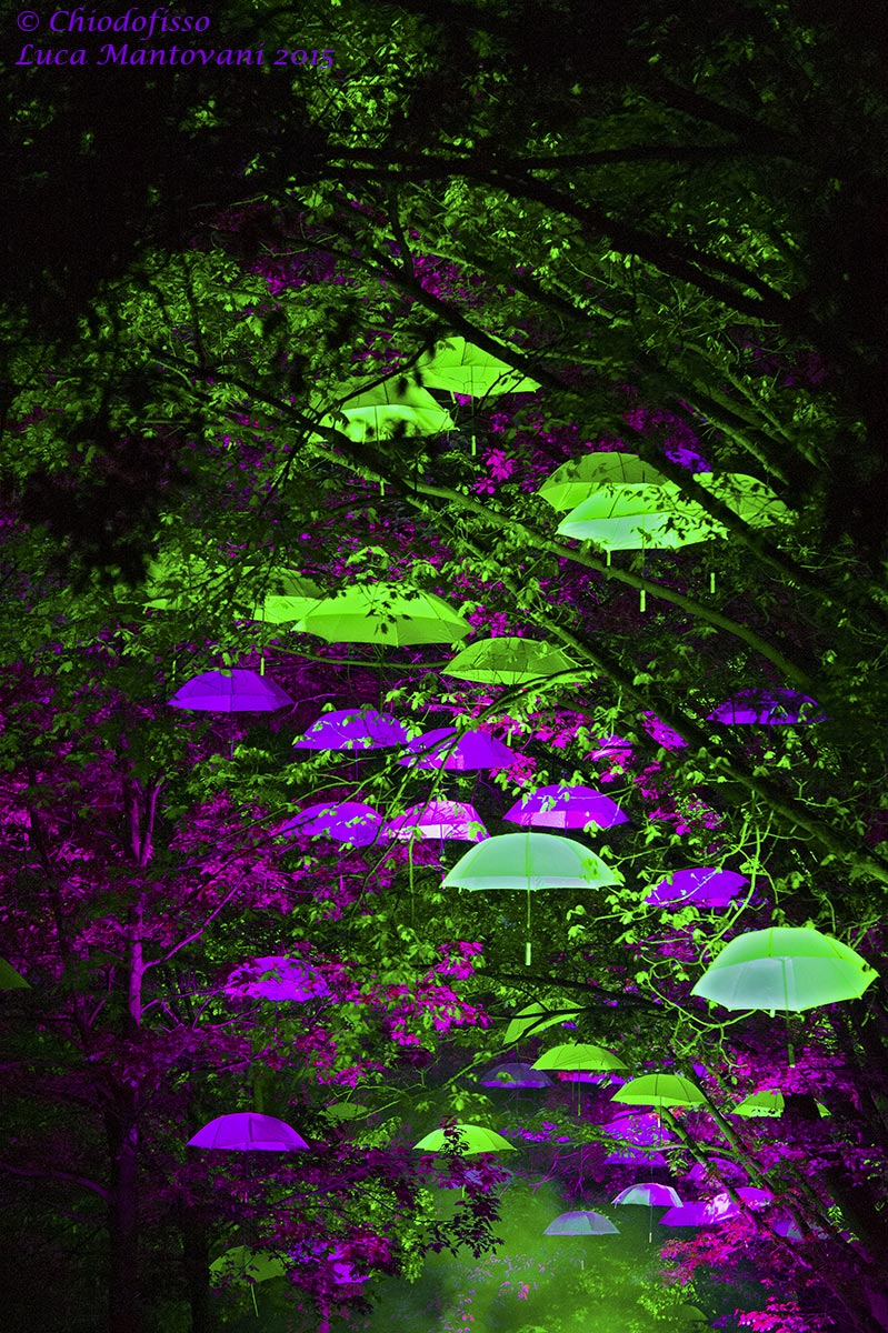 Gli alberi degli ombrelli