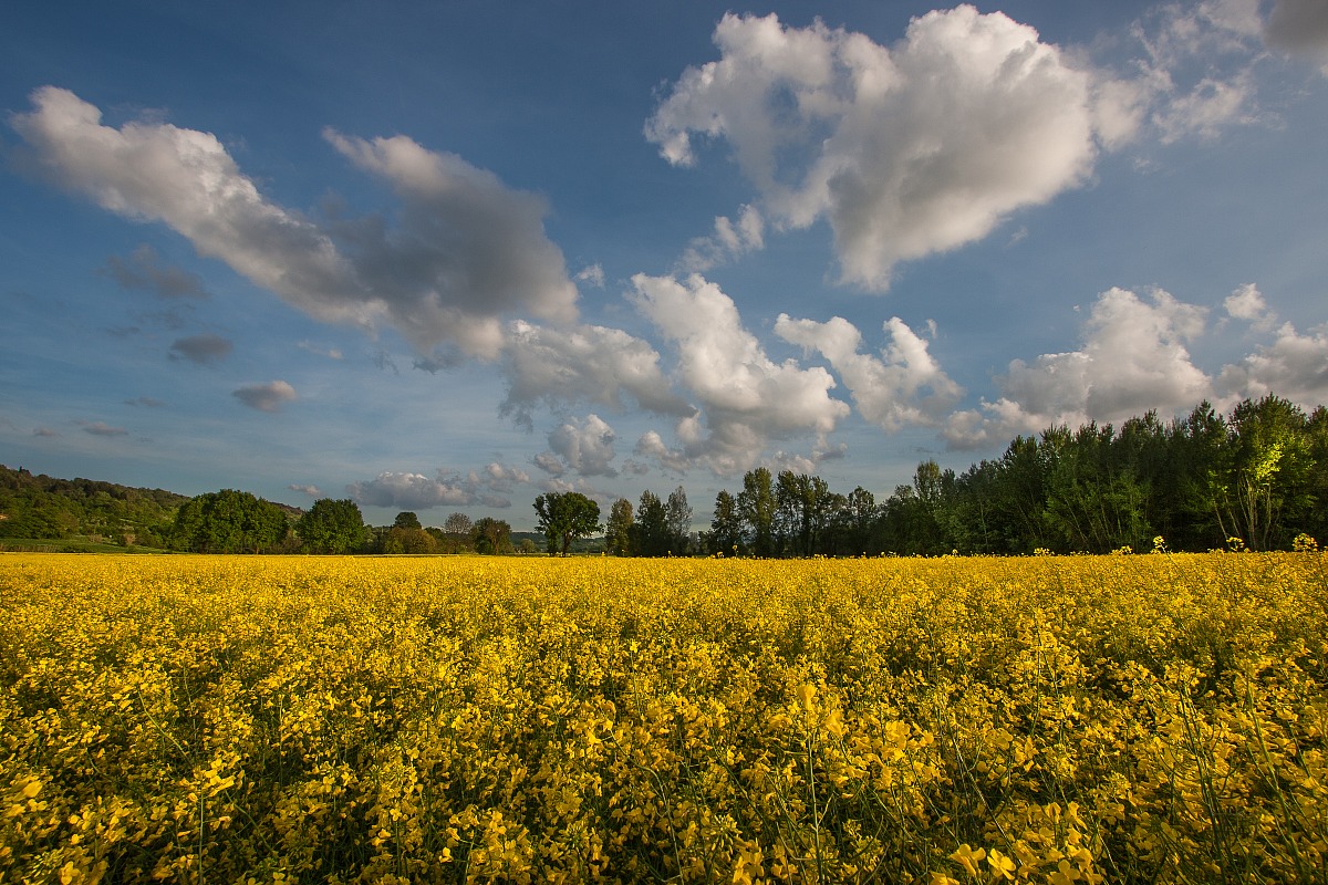Nuvole e colza ...