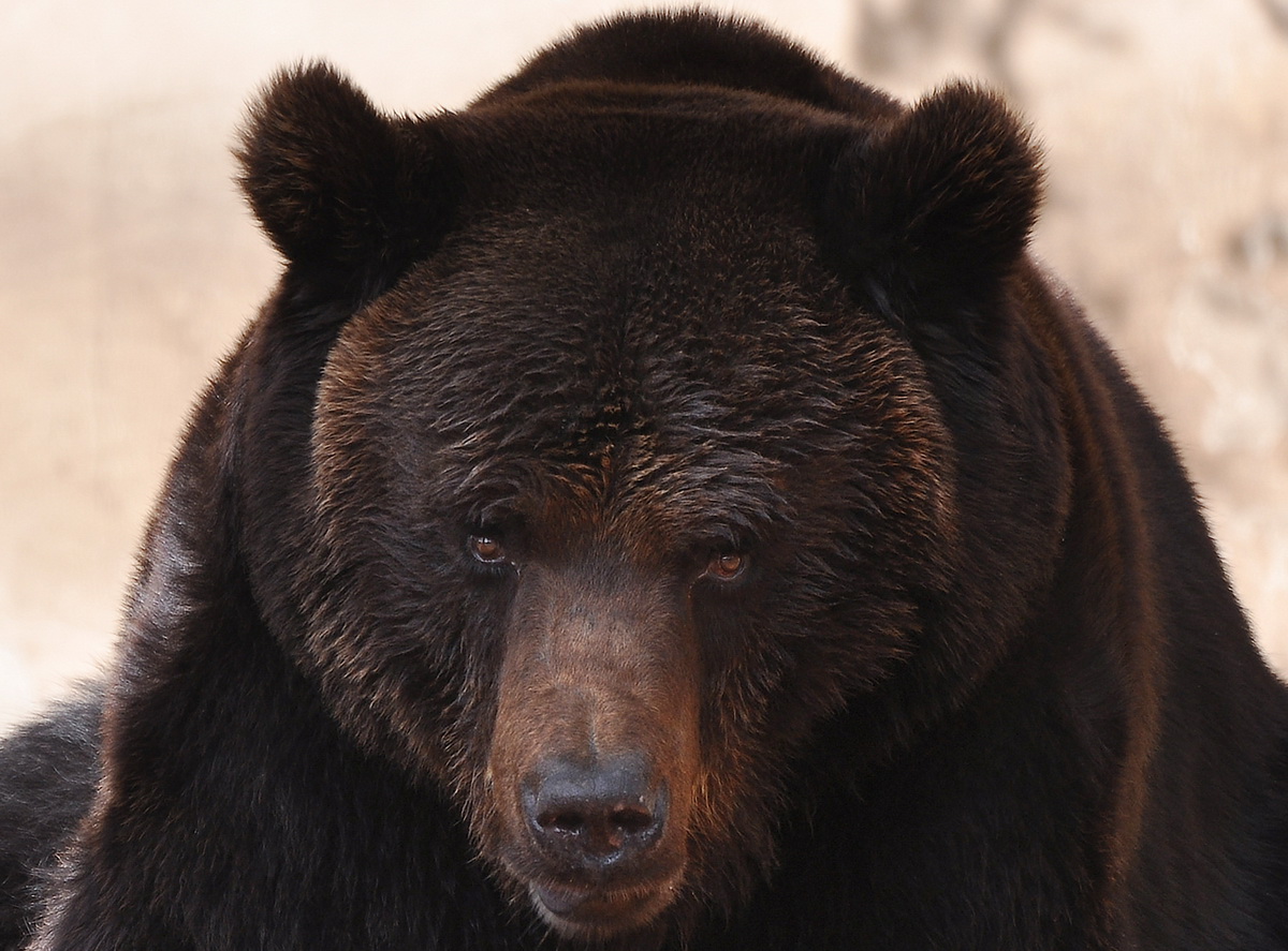 La malinconia dell'orso