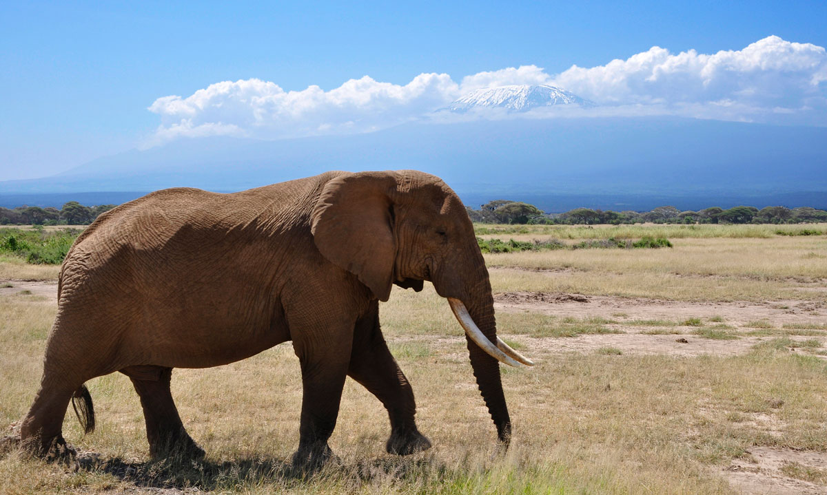 I due pesi massimi dell'Amboseli - Kenya