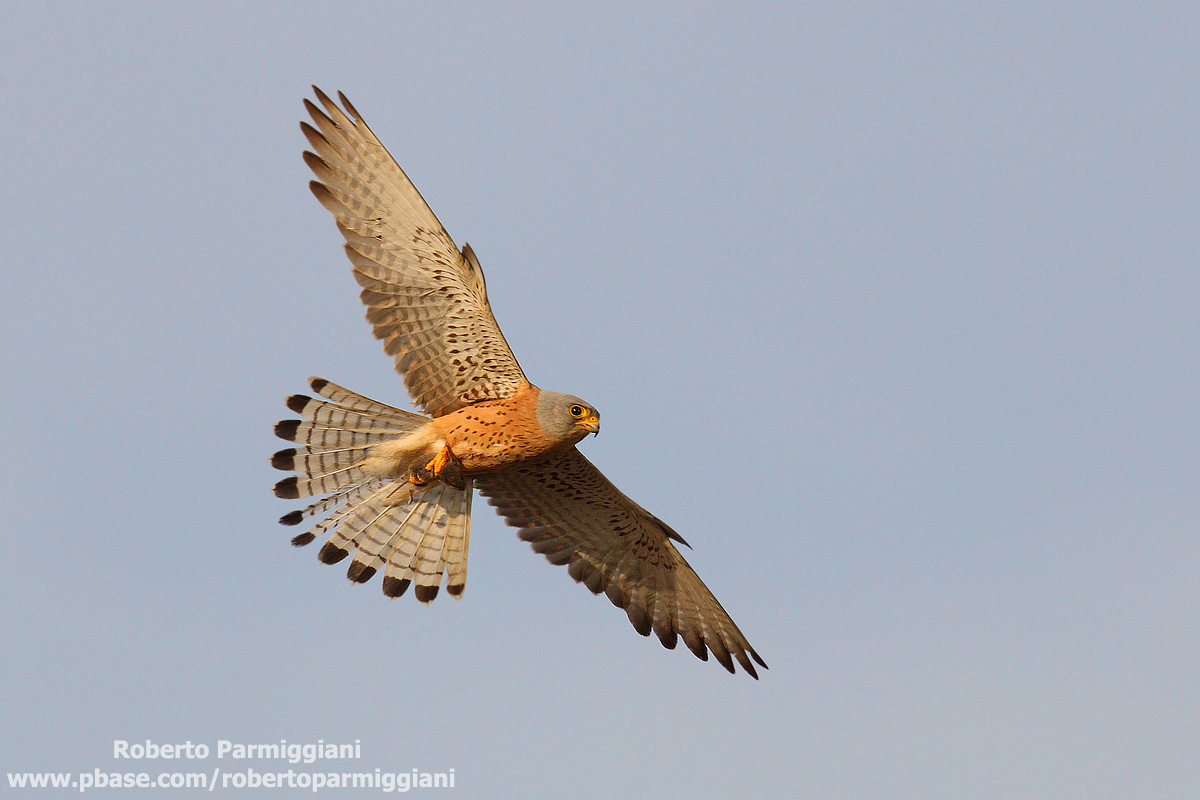 La predazione parte II
