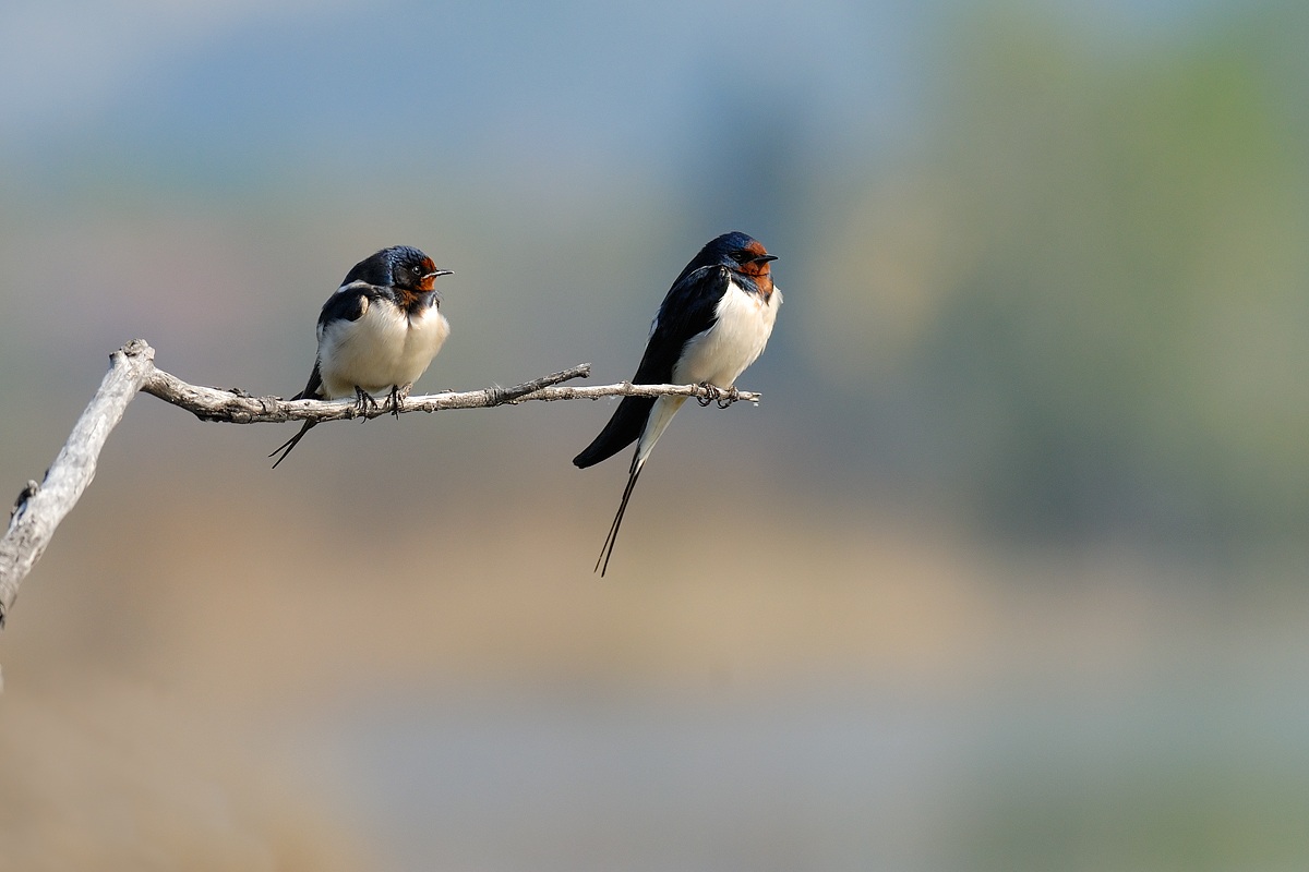 swallows F.8 1/640 ISO400 300mm.f4 + tc.1, 4 nikon d200