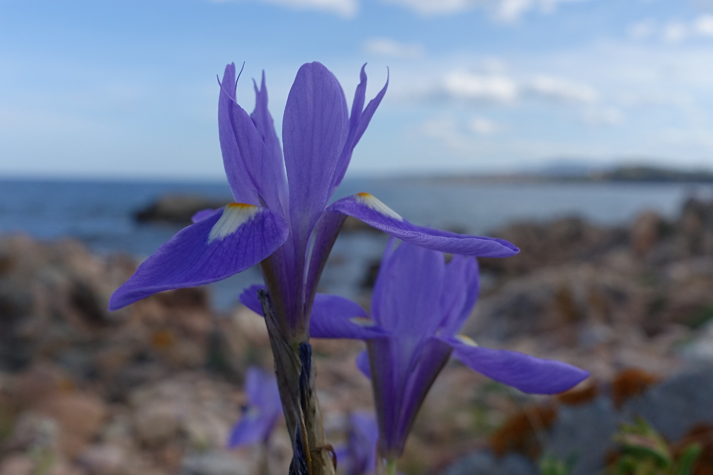 Iris selvatico di profilo