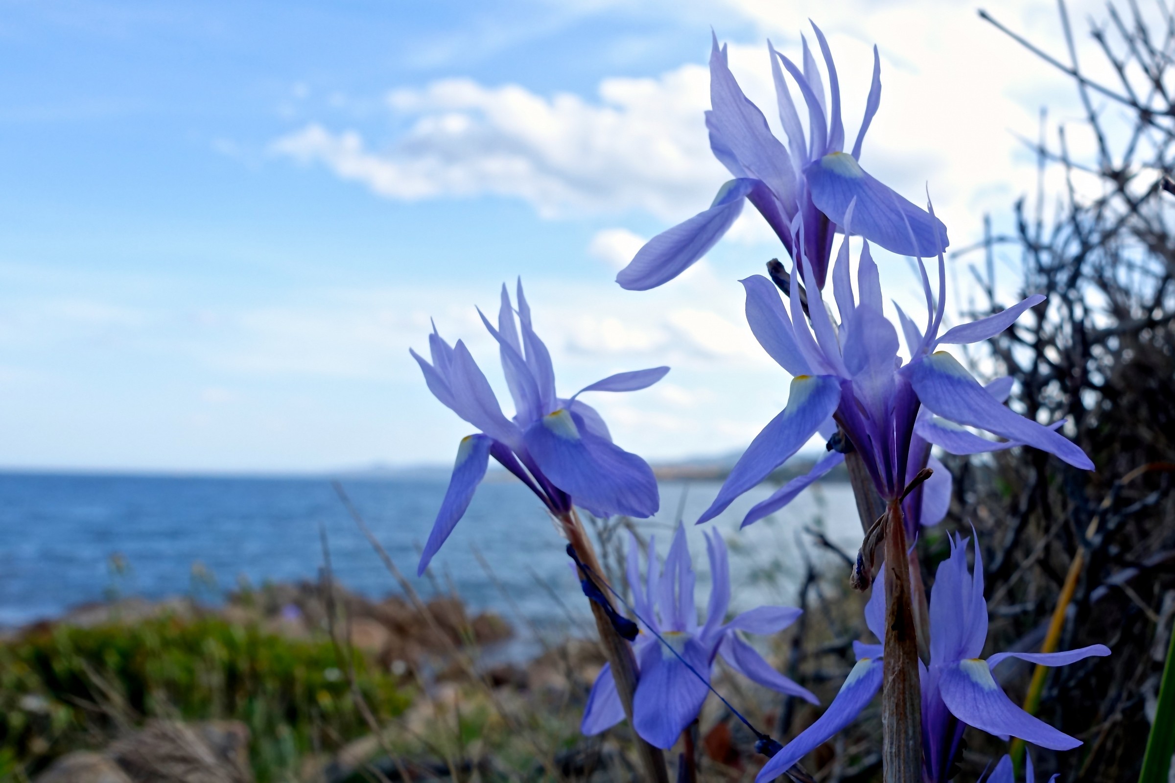 Iris selvatico, accostamento di toni azzurri