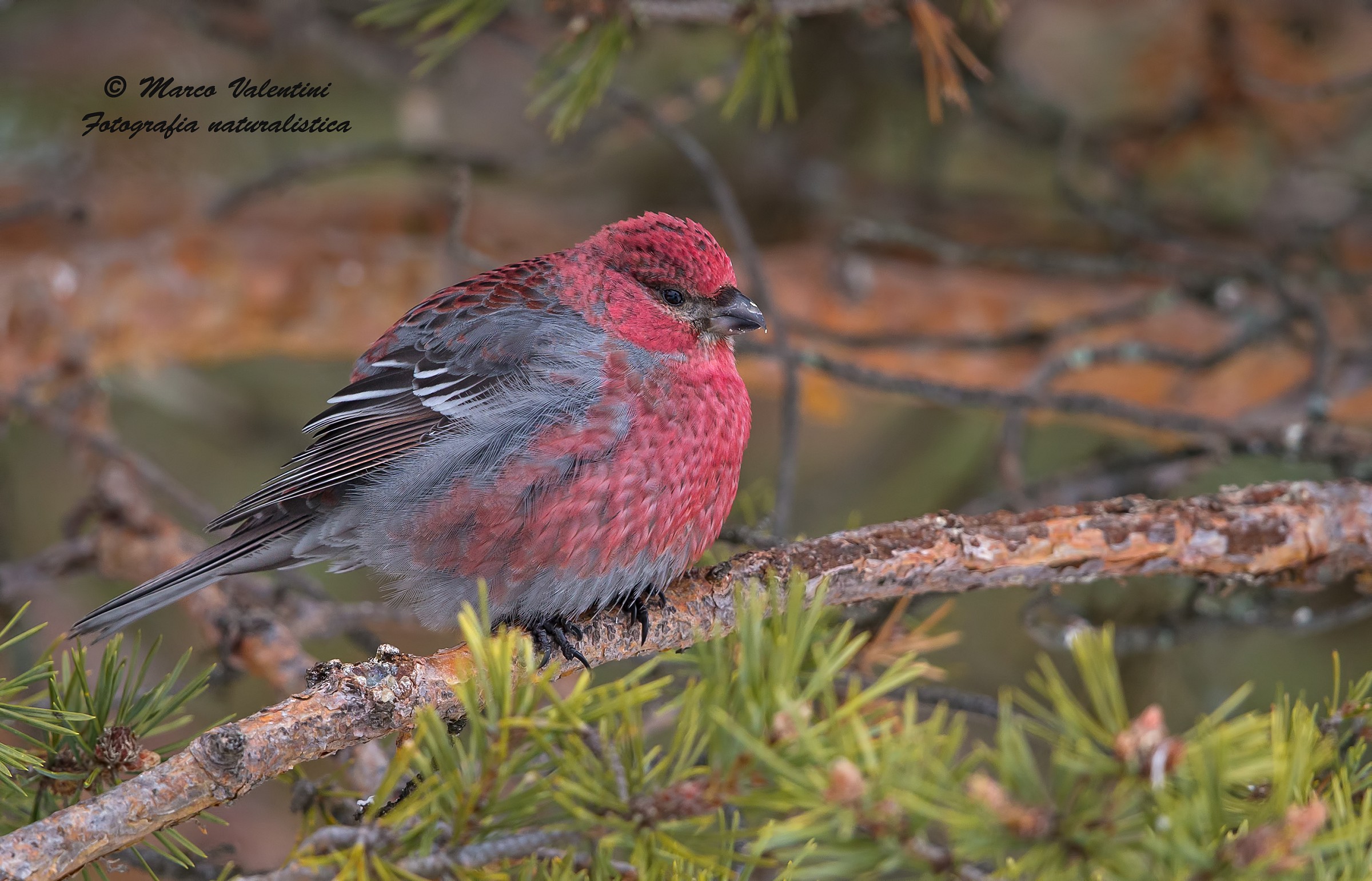 Ciuffolotto delle pinete  - il maschio
