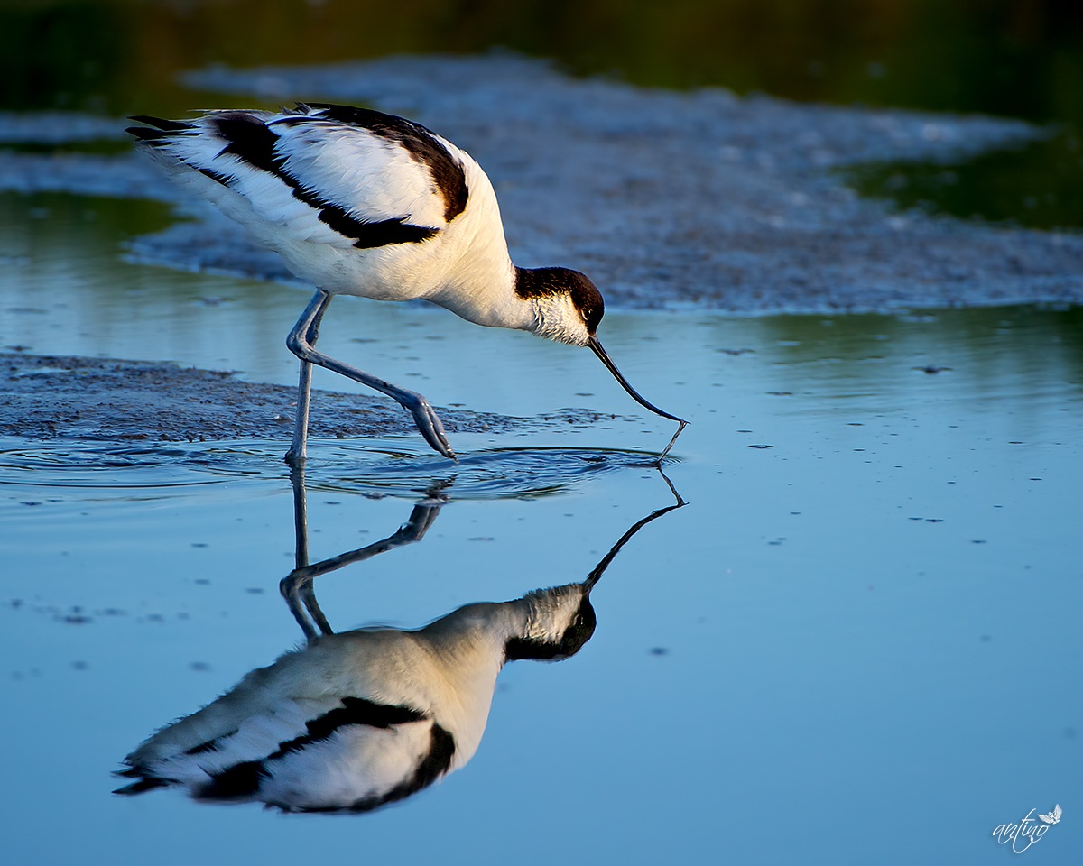 Avocet dawn