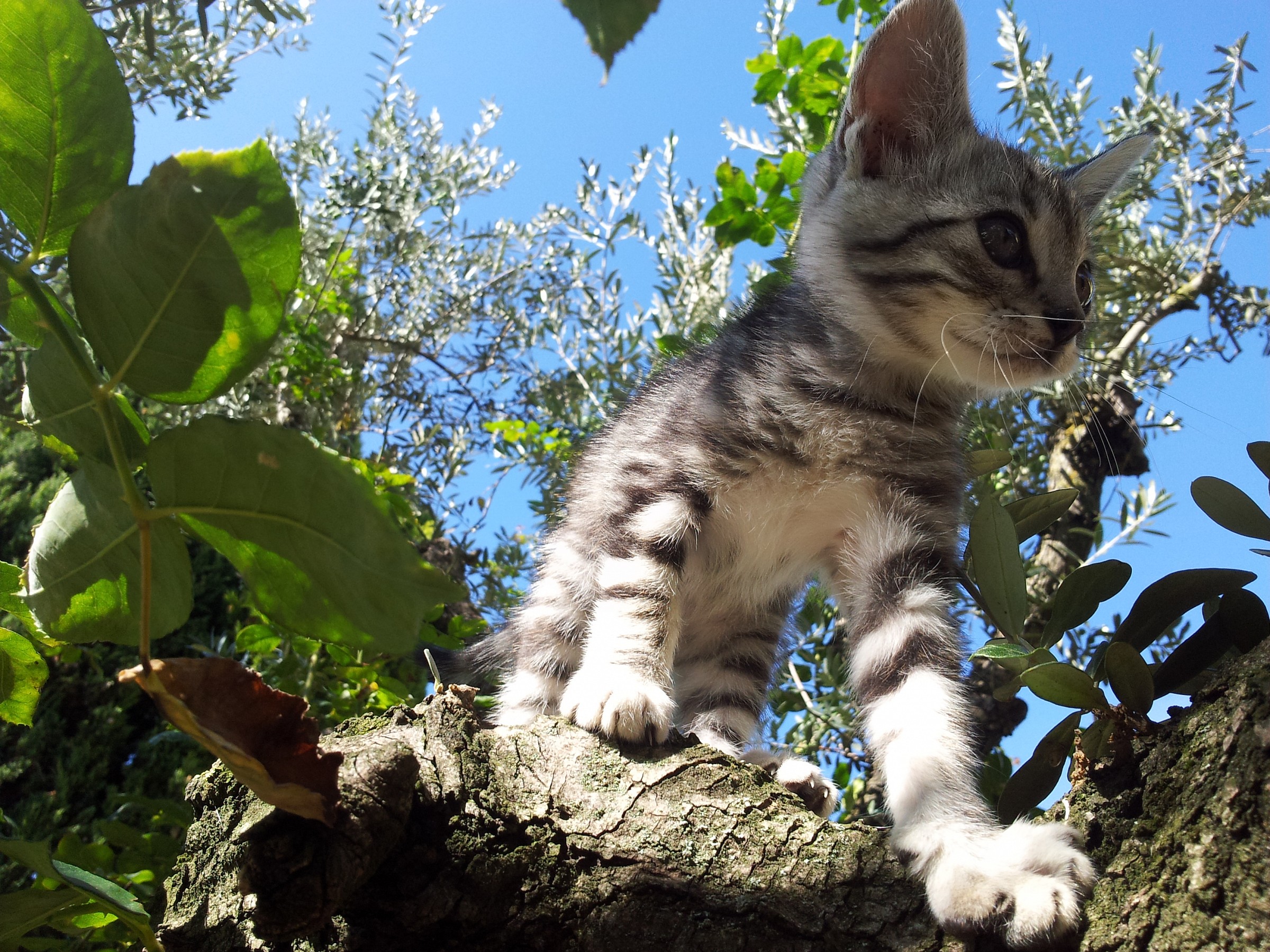 La piccola scalatrice 1