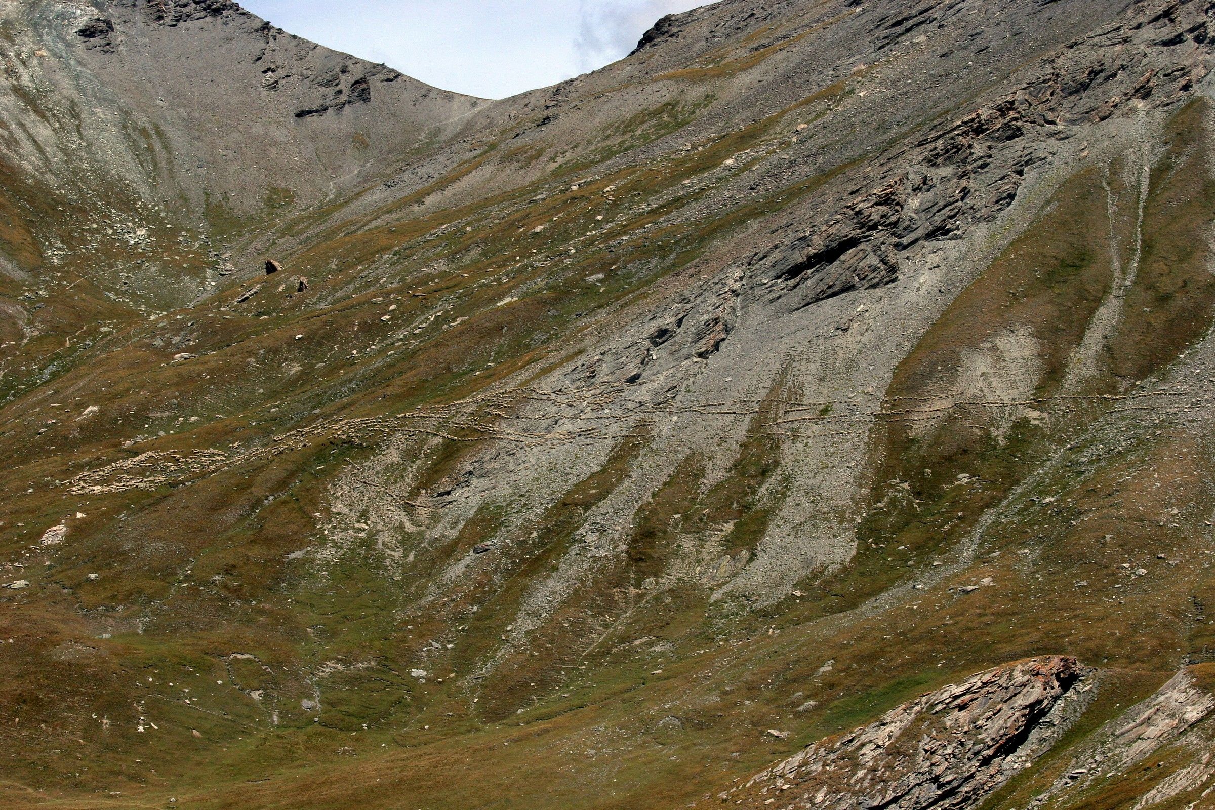 pecore arrampicatrici...