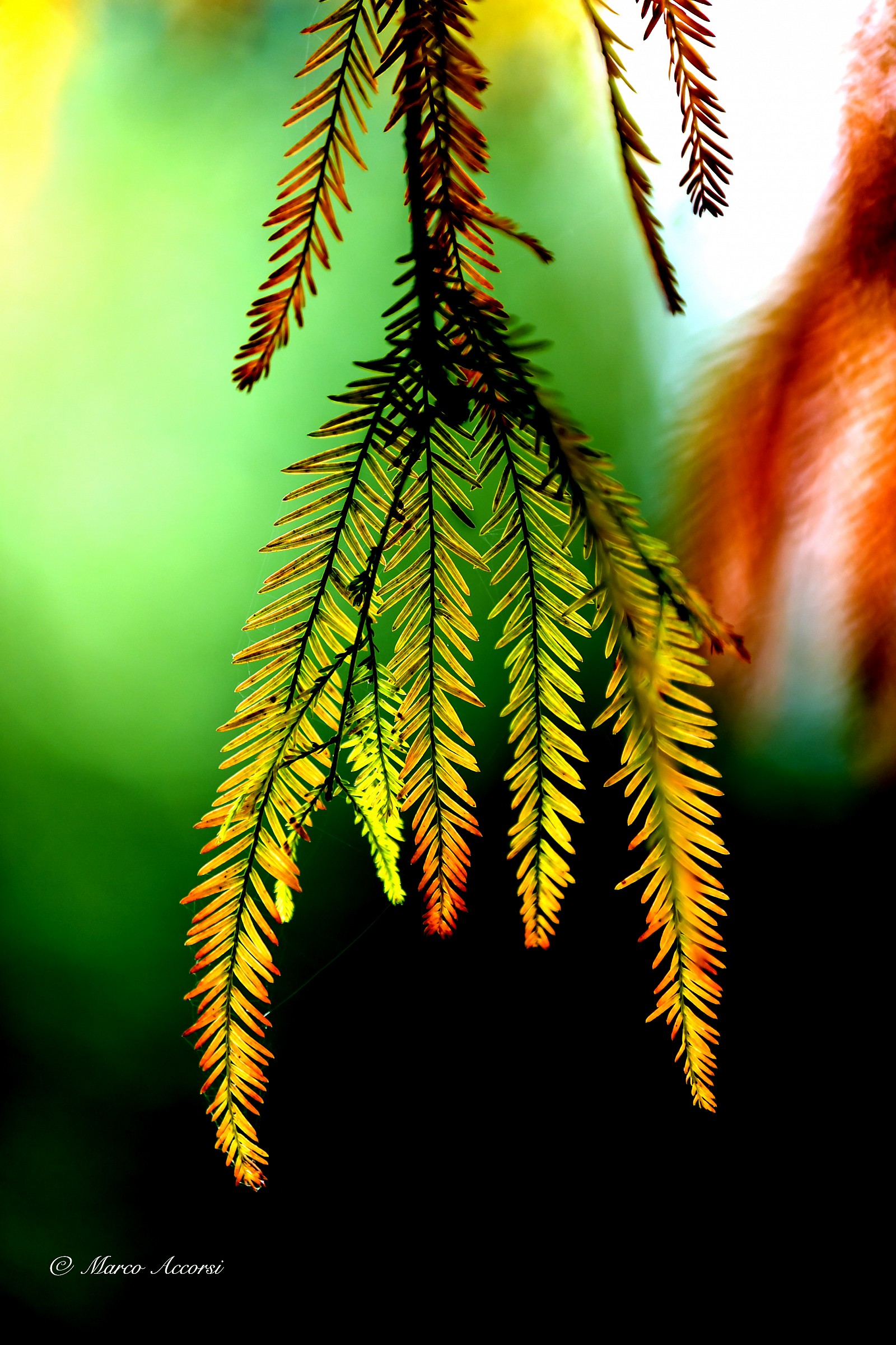 La natura vista con altri occhi