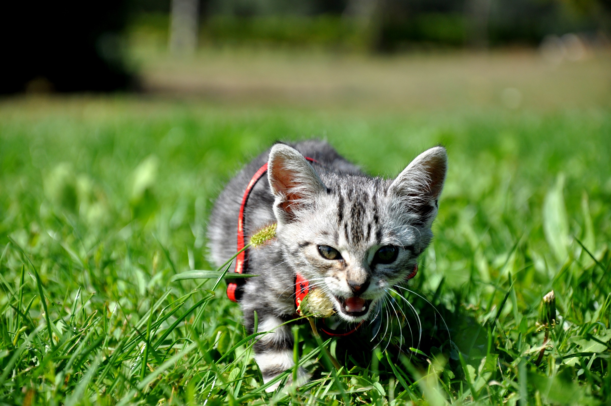 La mia piccola Tigre