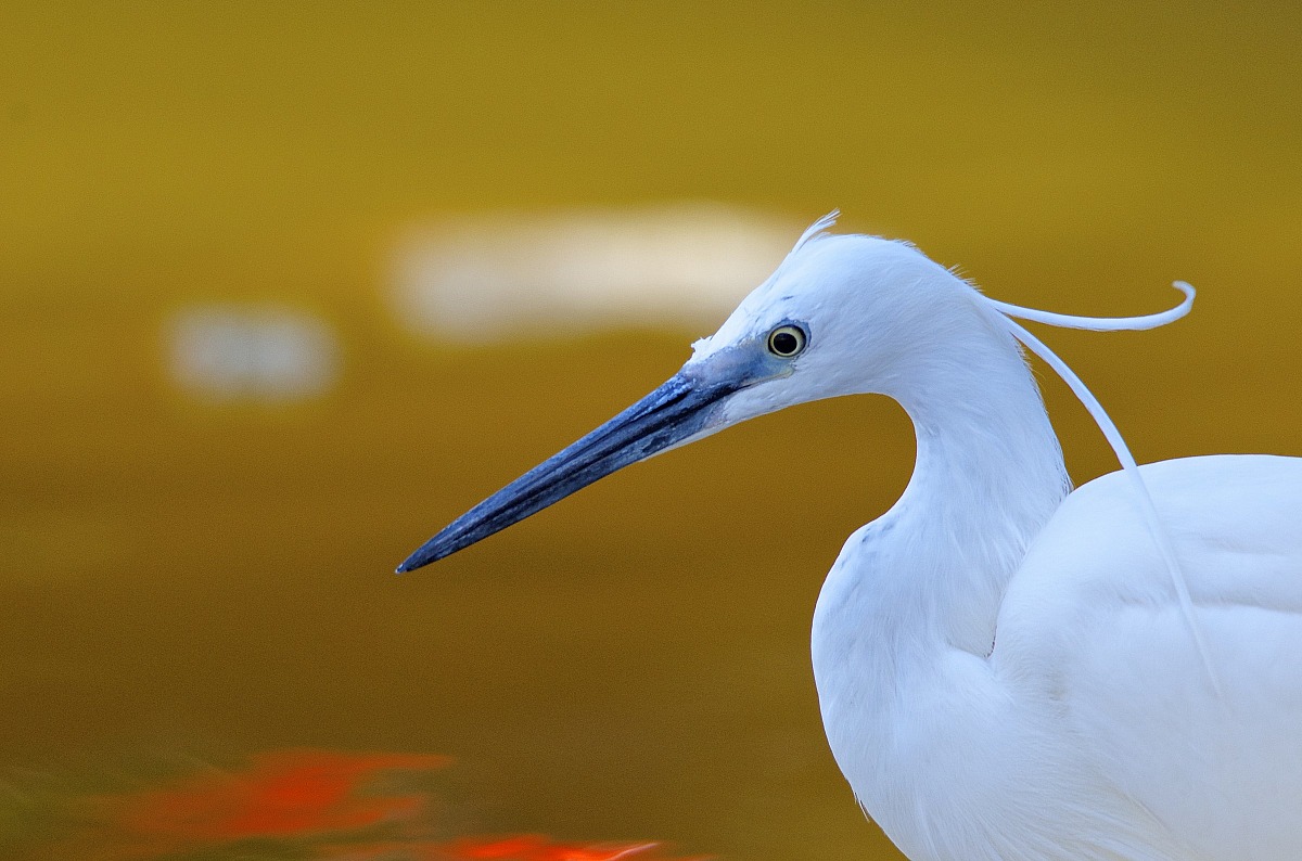 Ritratto di Garzetta