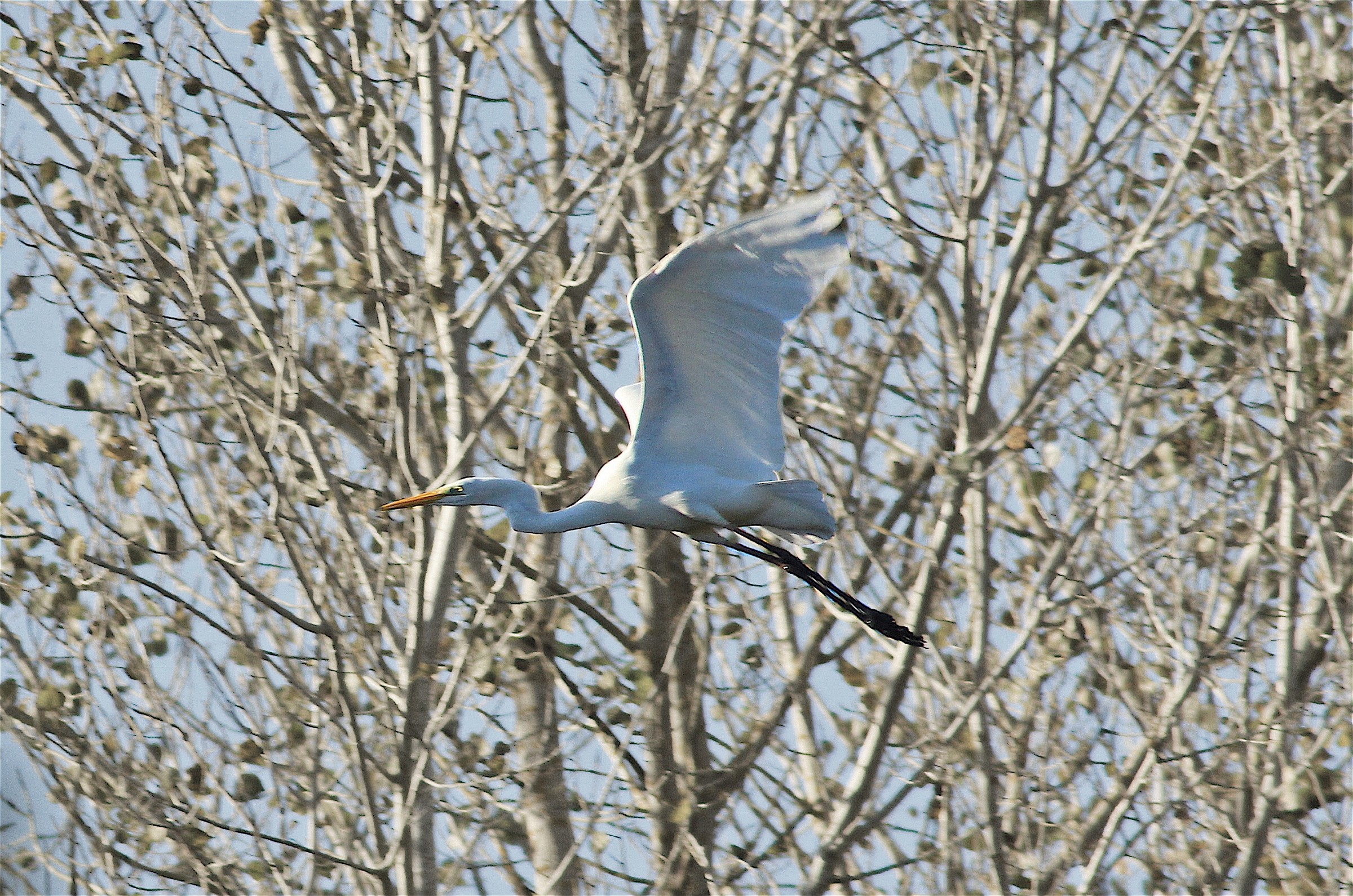 White Heron Maggiore