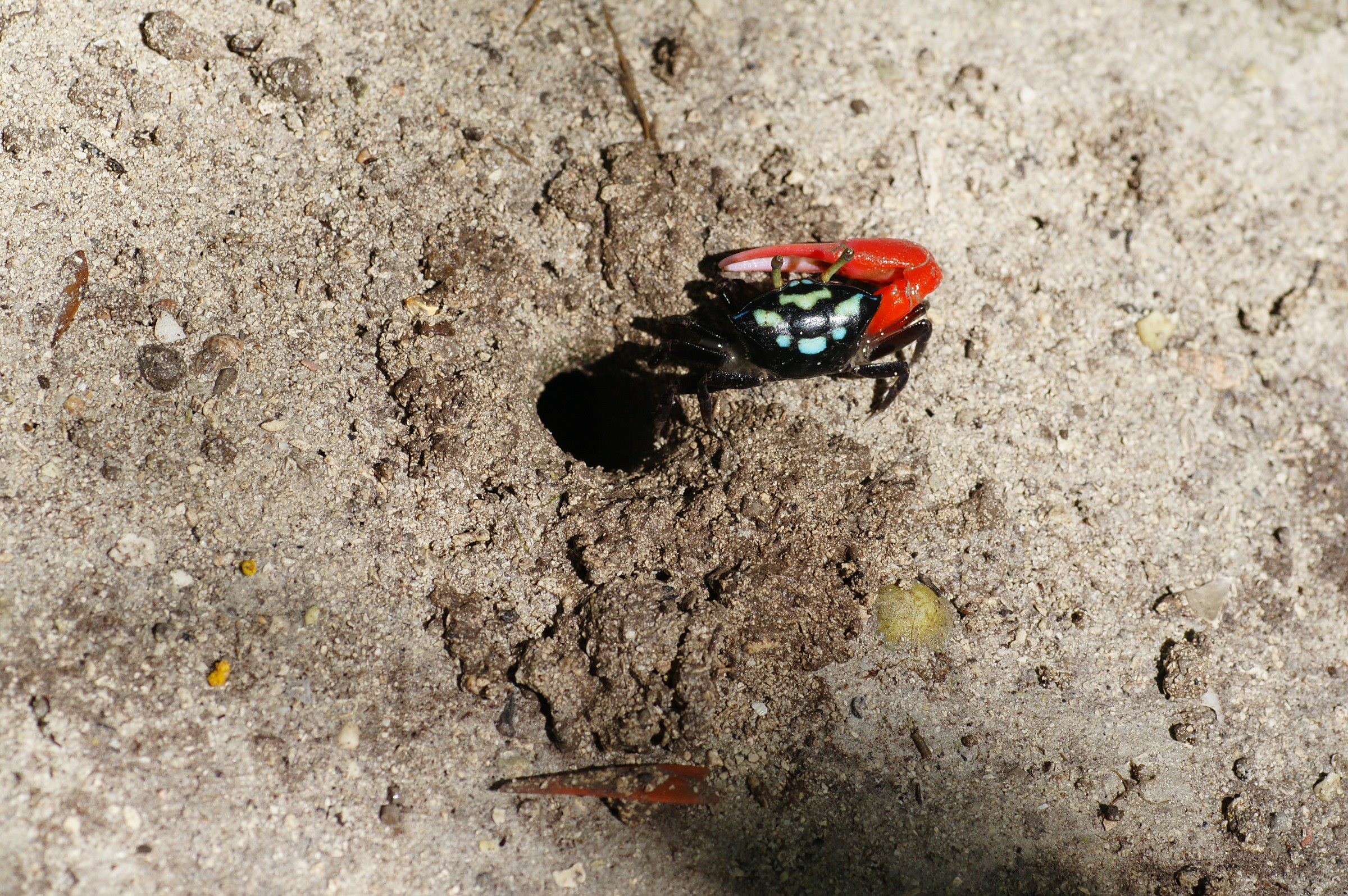 granchietto dell'isola dei Pini