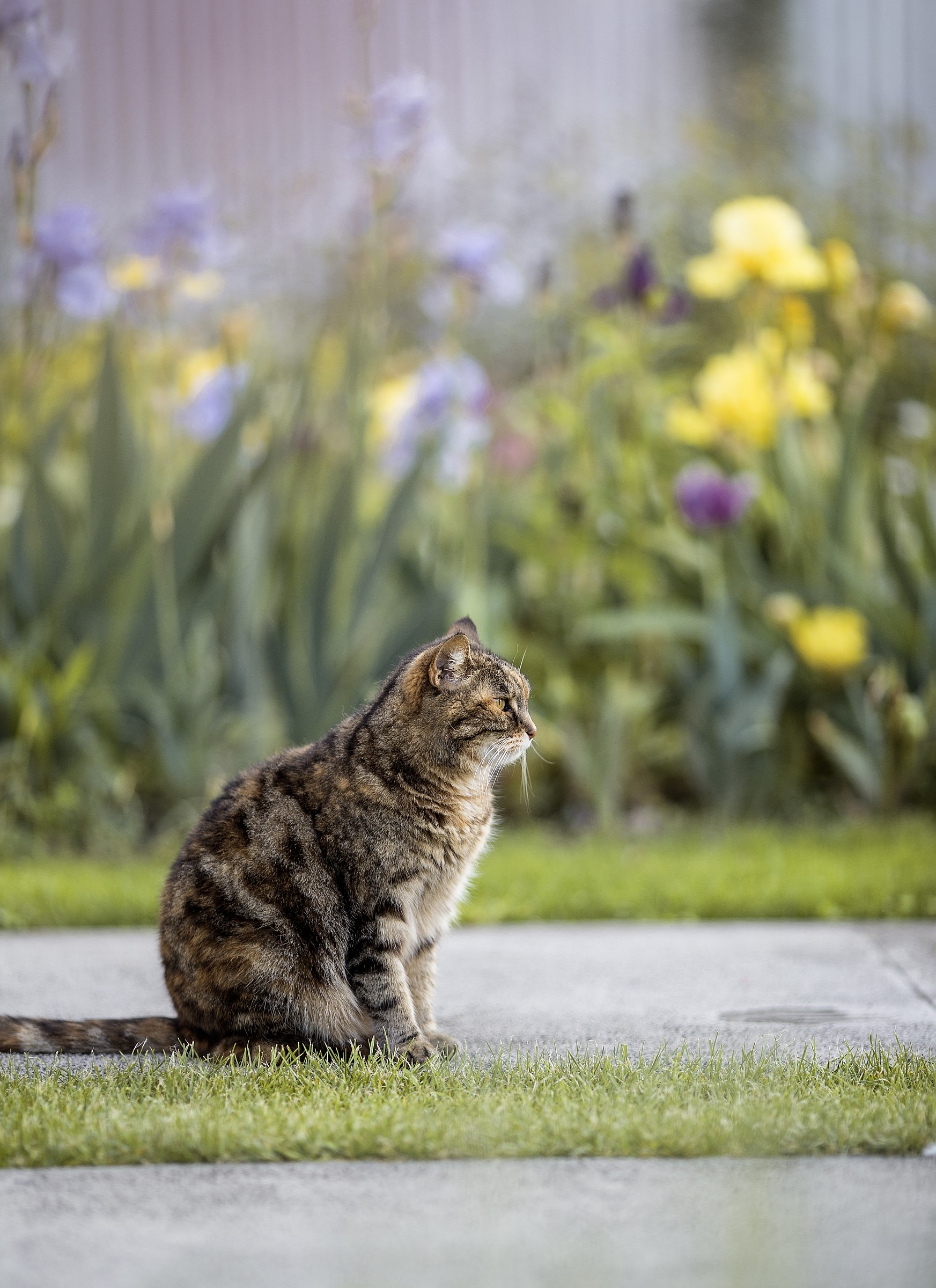 Miciozza garden in the first pics by Me