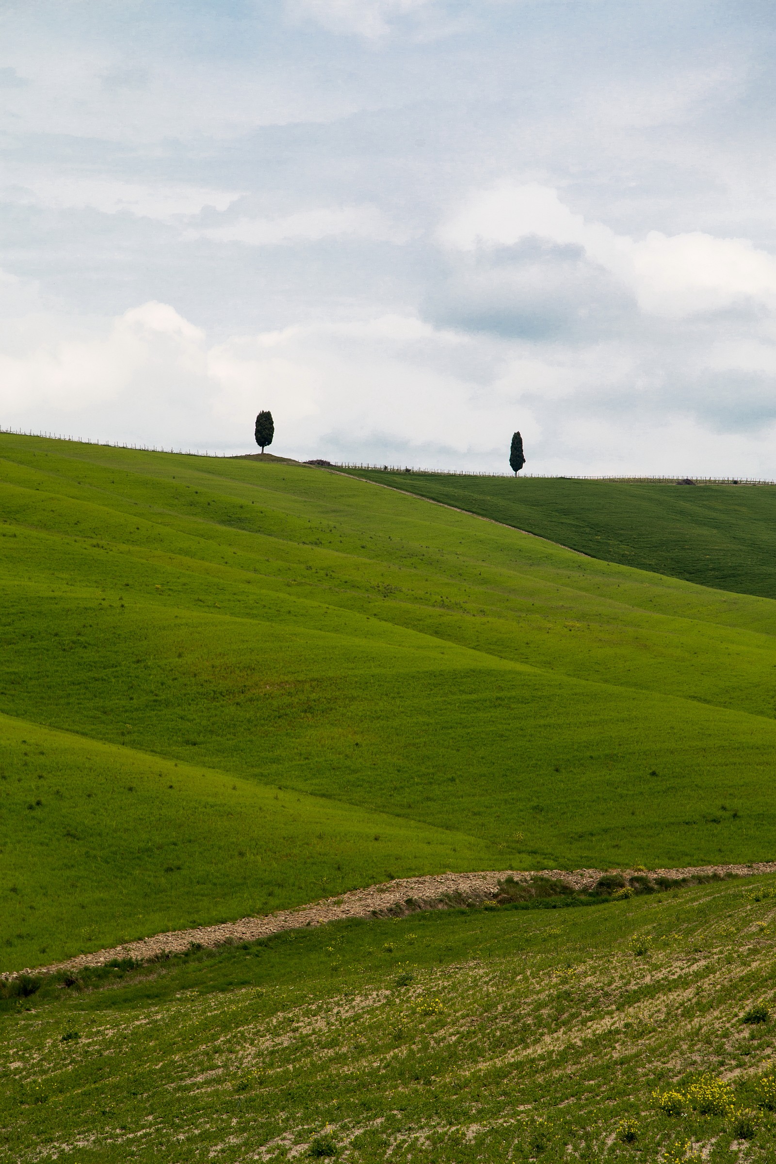 the two cypress trees.