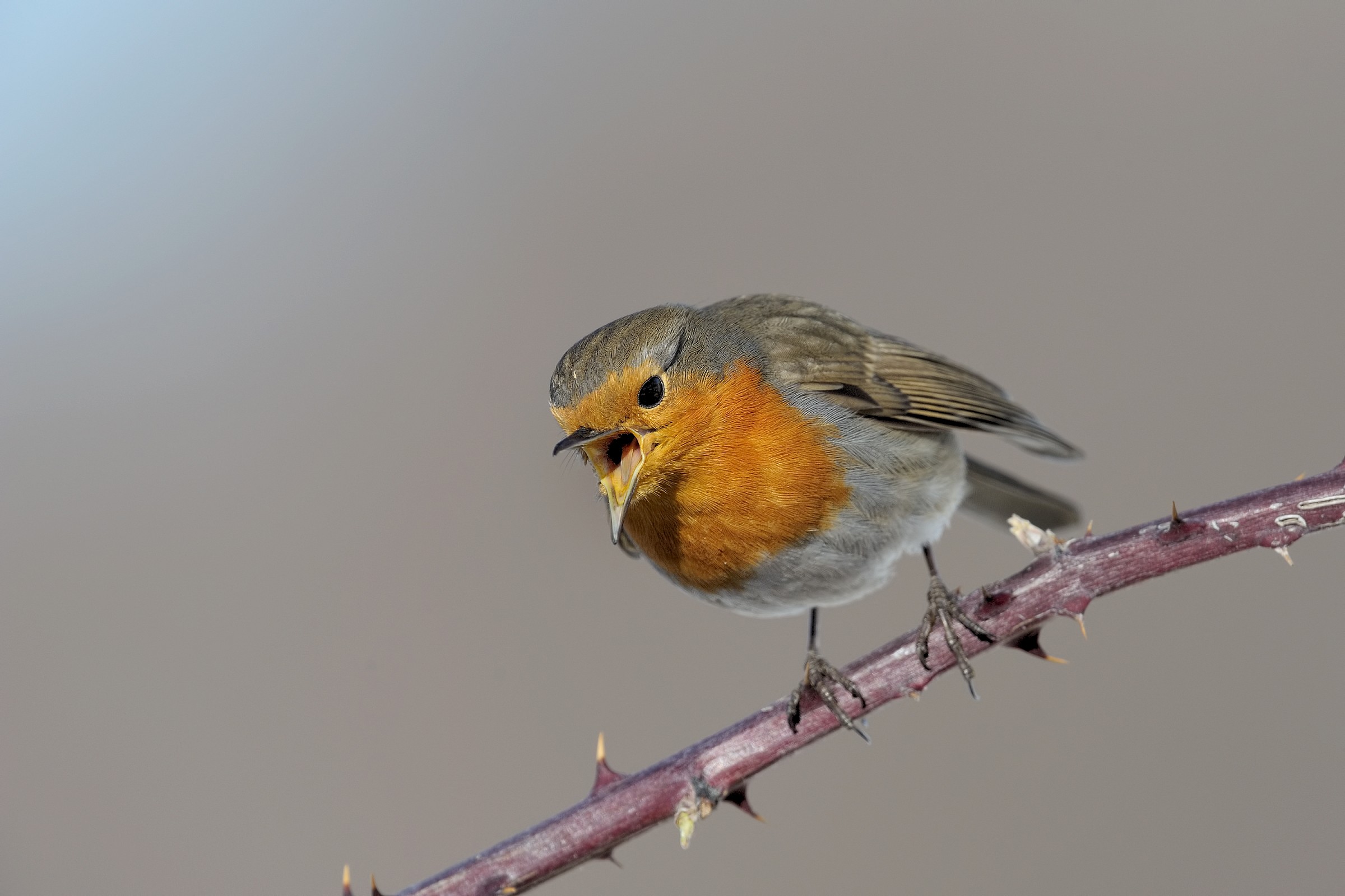 Erithacus rubecula