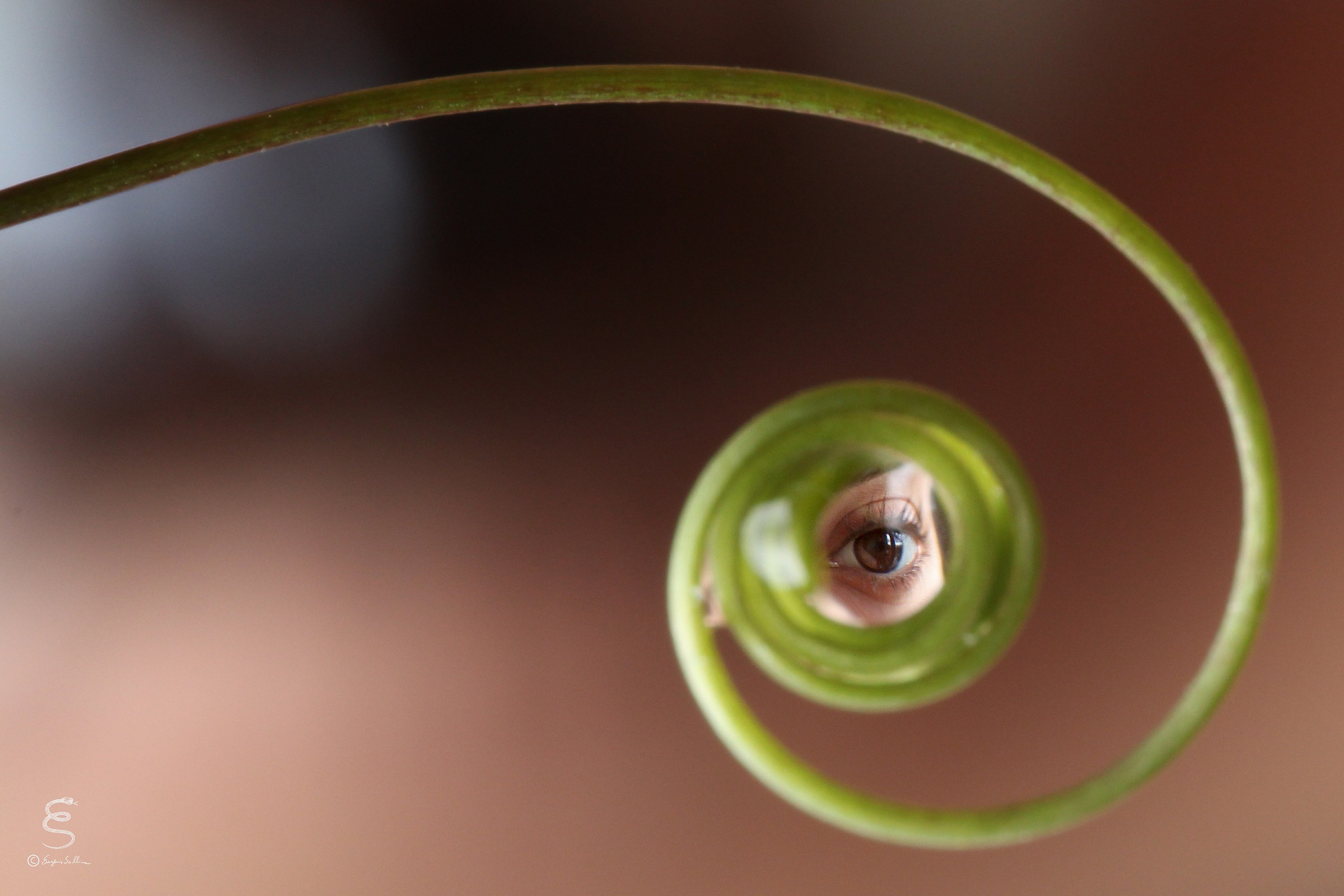 The eyes in the spiral