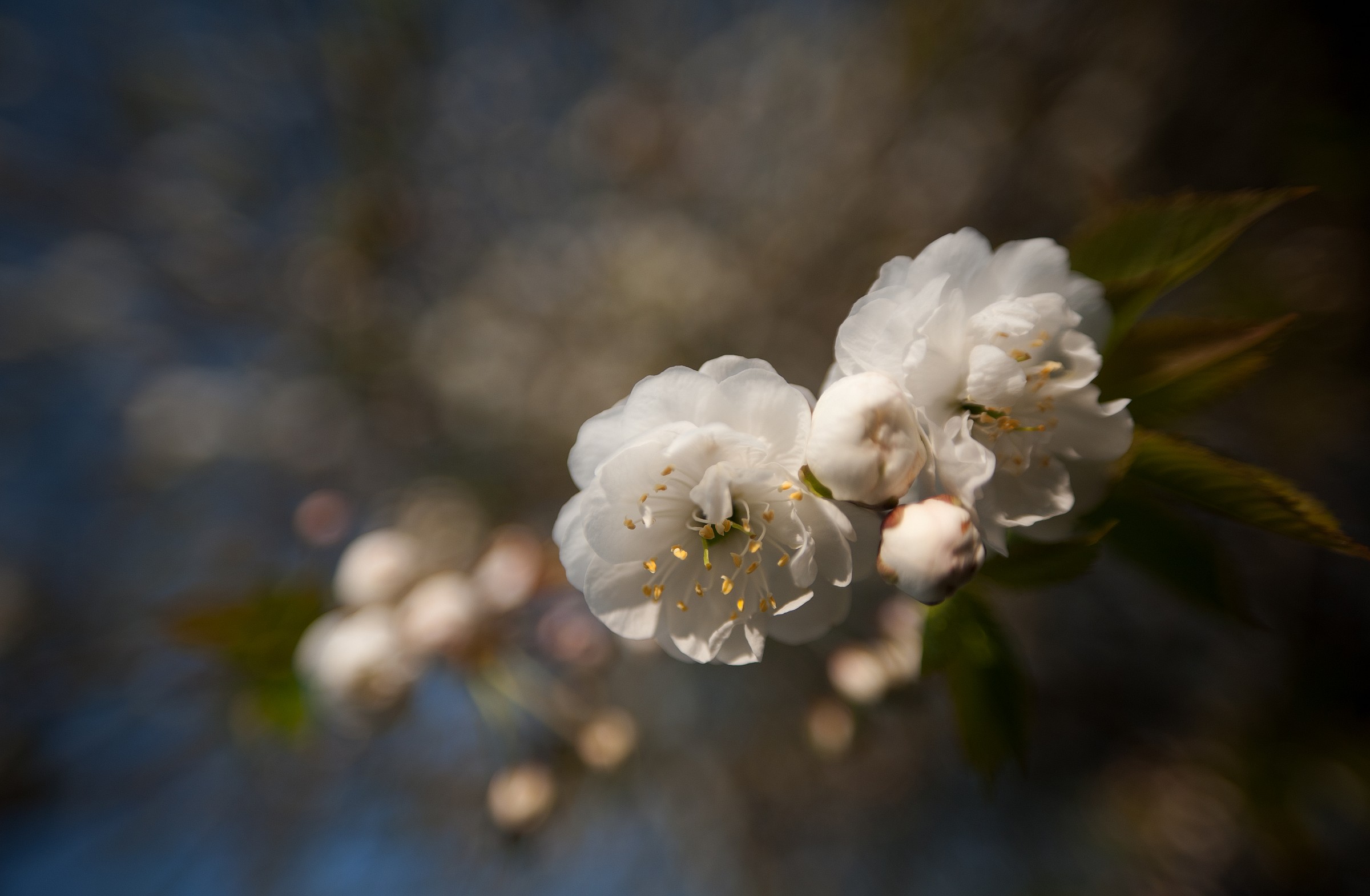 Blossom on the Tree