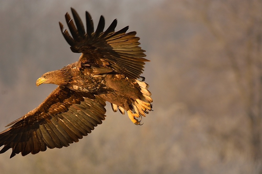 aquila