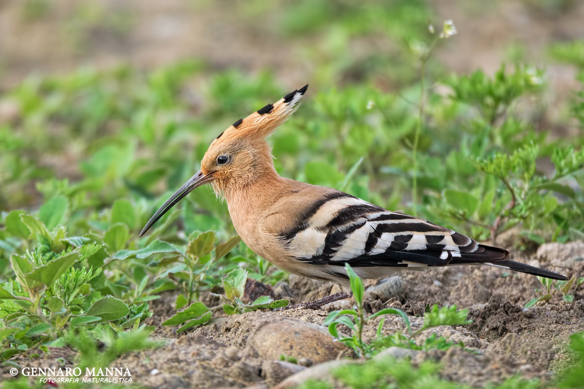 Hoopoe (Upupa epops)