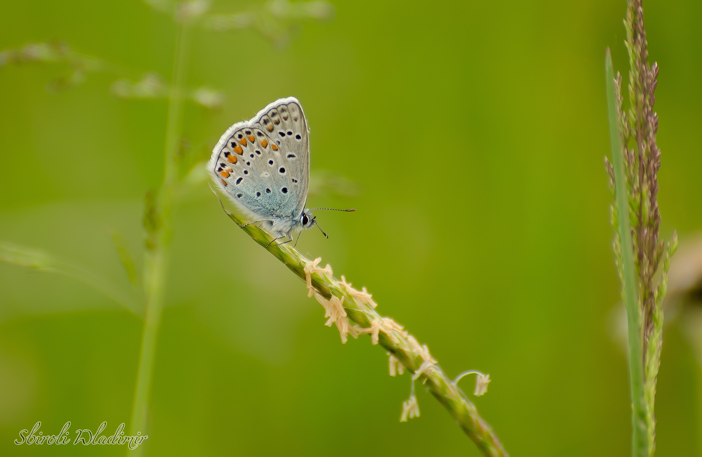 Farfalla dietro casa