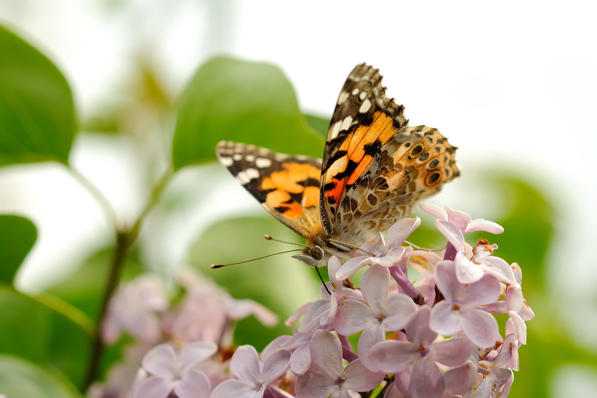 Farfalla beve da un fiore di lillà